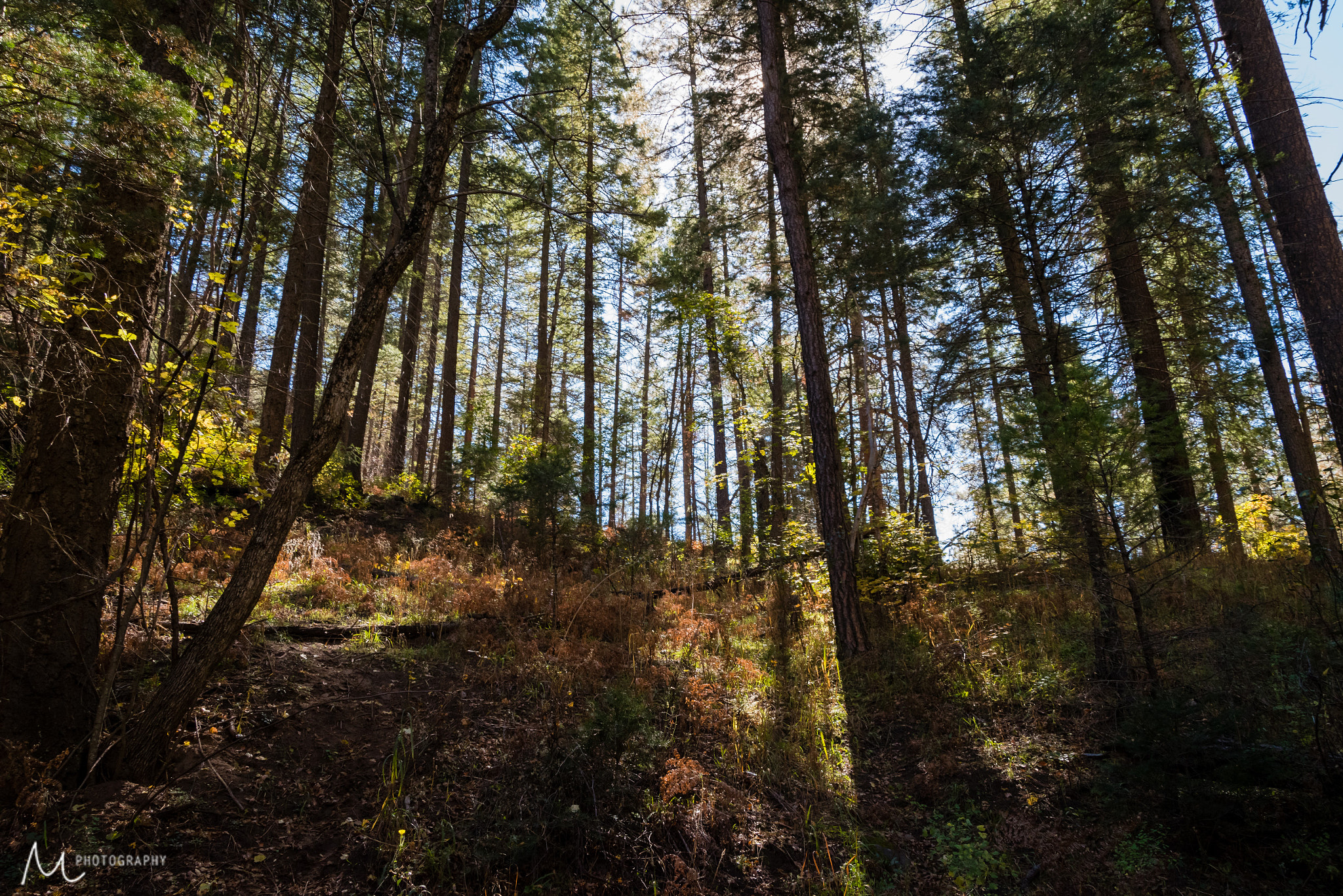Sigma 28-300mm F3.5-6.3 DG Macro sample photo. West fork photography