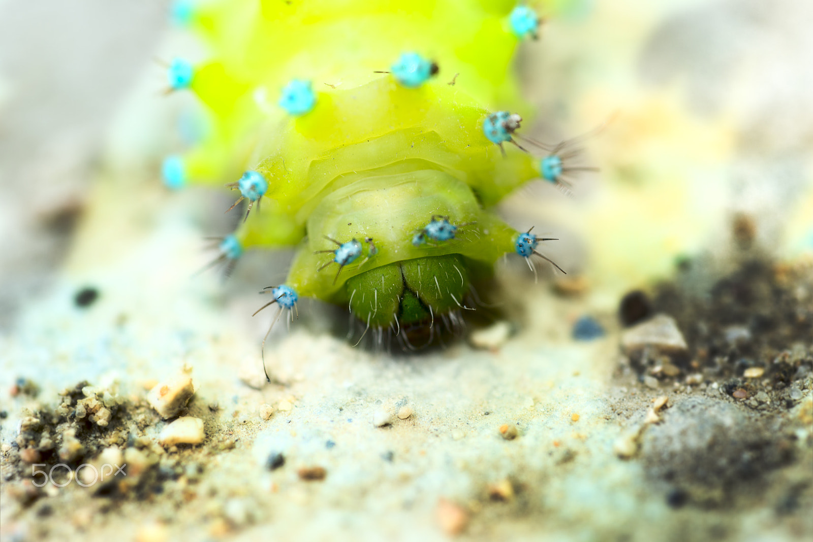 Nikon D800 + Nikon AF Micro-Nikkor 60mm F2.8D sample photo. Worm, caterpillars, insects, insect macro, nature photography