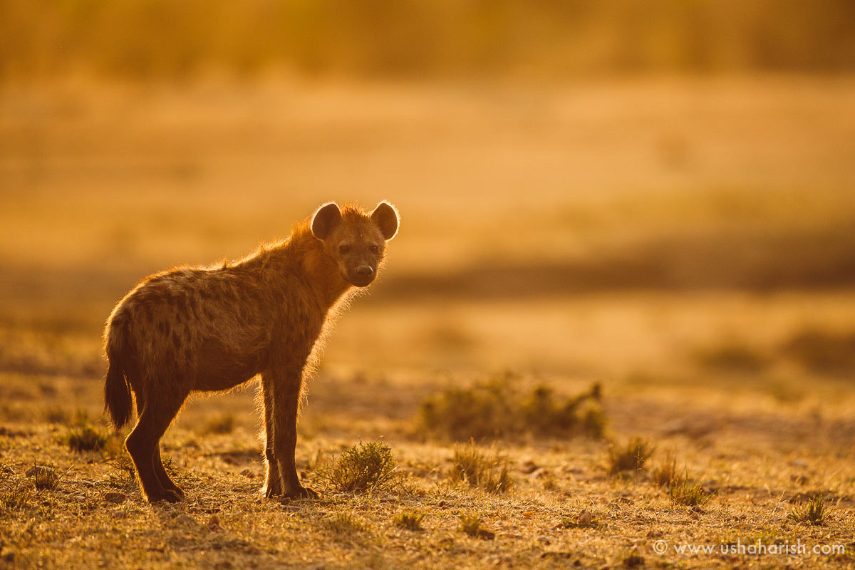 Canon EF 500mm F4L IS II USM sample photo. Hyena in silhouette photography