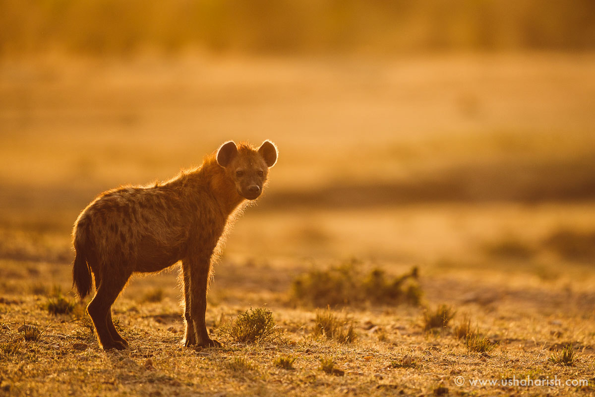 Canon EOS-1D X Mark II sample photo. Hyena in silhouette photography