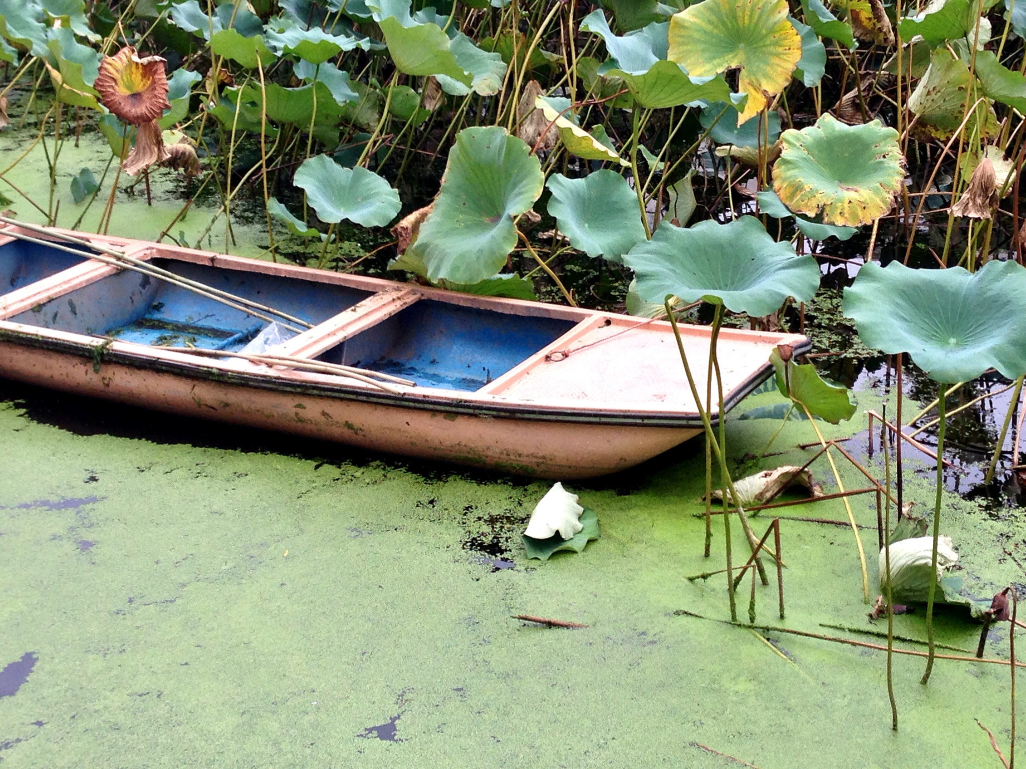 Apple iPhone5,2 sample photo. Small boat in lotus pool 荷塘小舟 photography