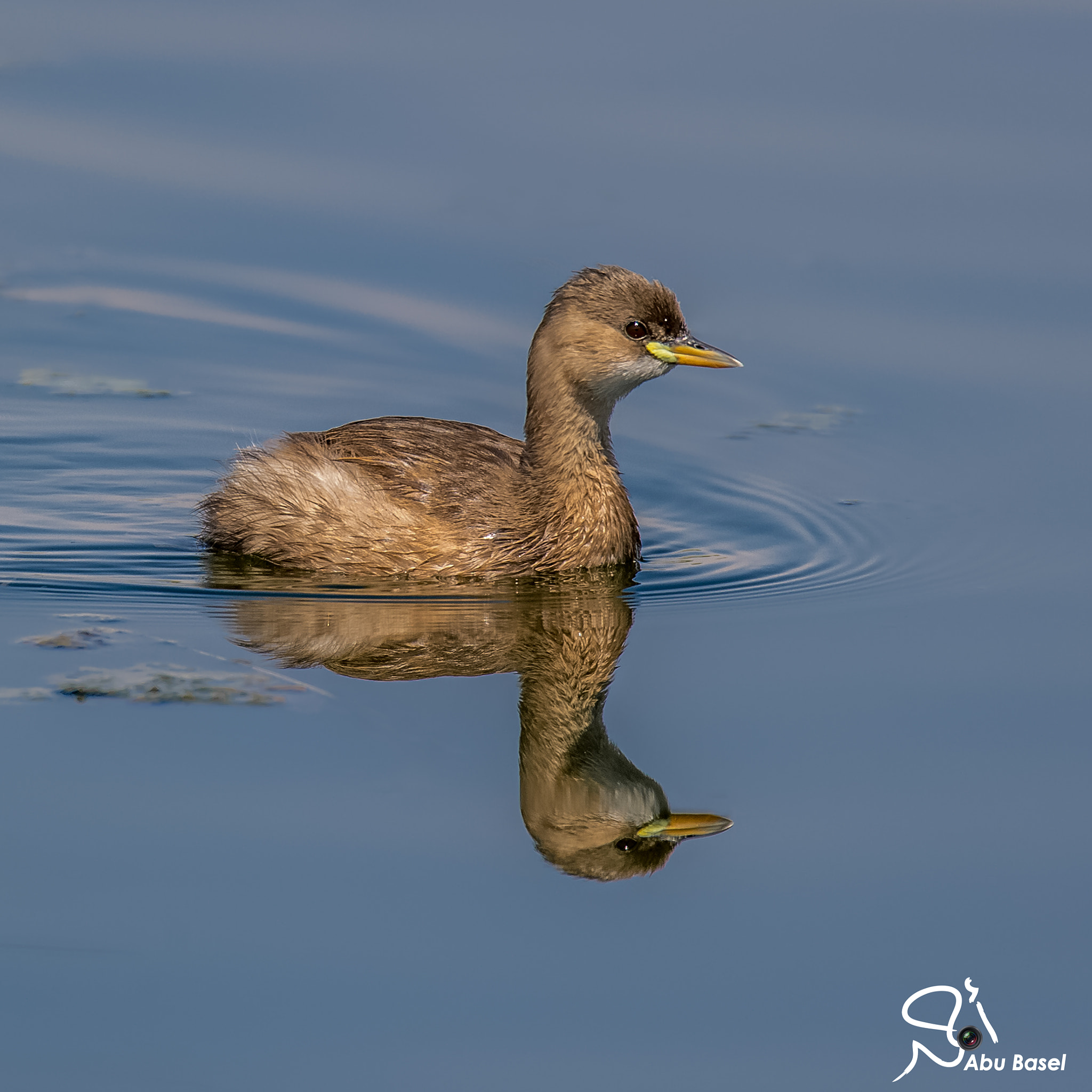 Sigma 150-600mm F5-6.3 DG OS HSM | S sample photo