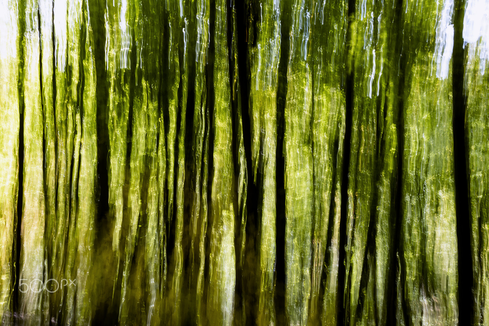 Canon EF 24mm f/1.4L sample photo. Tree stand - a different look photography