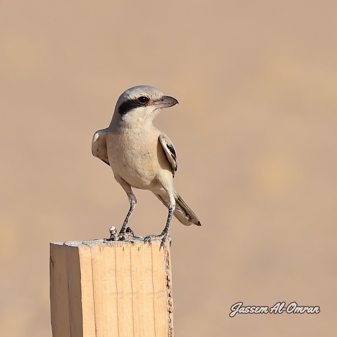 Sigma 150-600mm F5-6.3 DG OS HSM | C sample photo