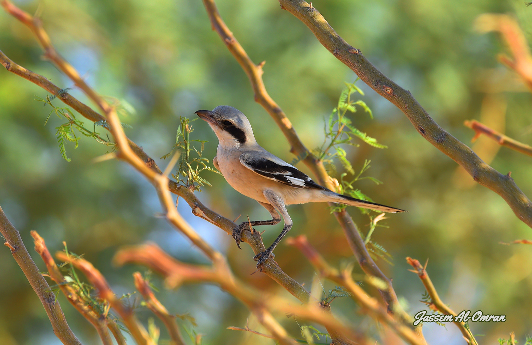 Sigma 150-600mm F5-6.3 DG OS HSM | C sample photo