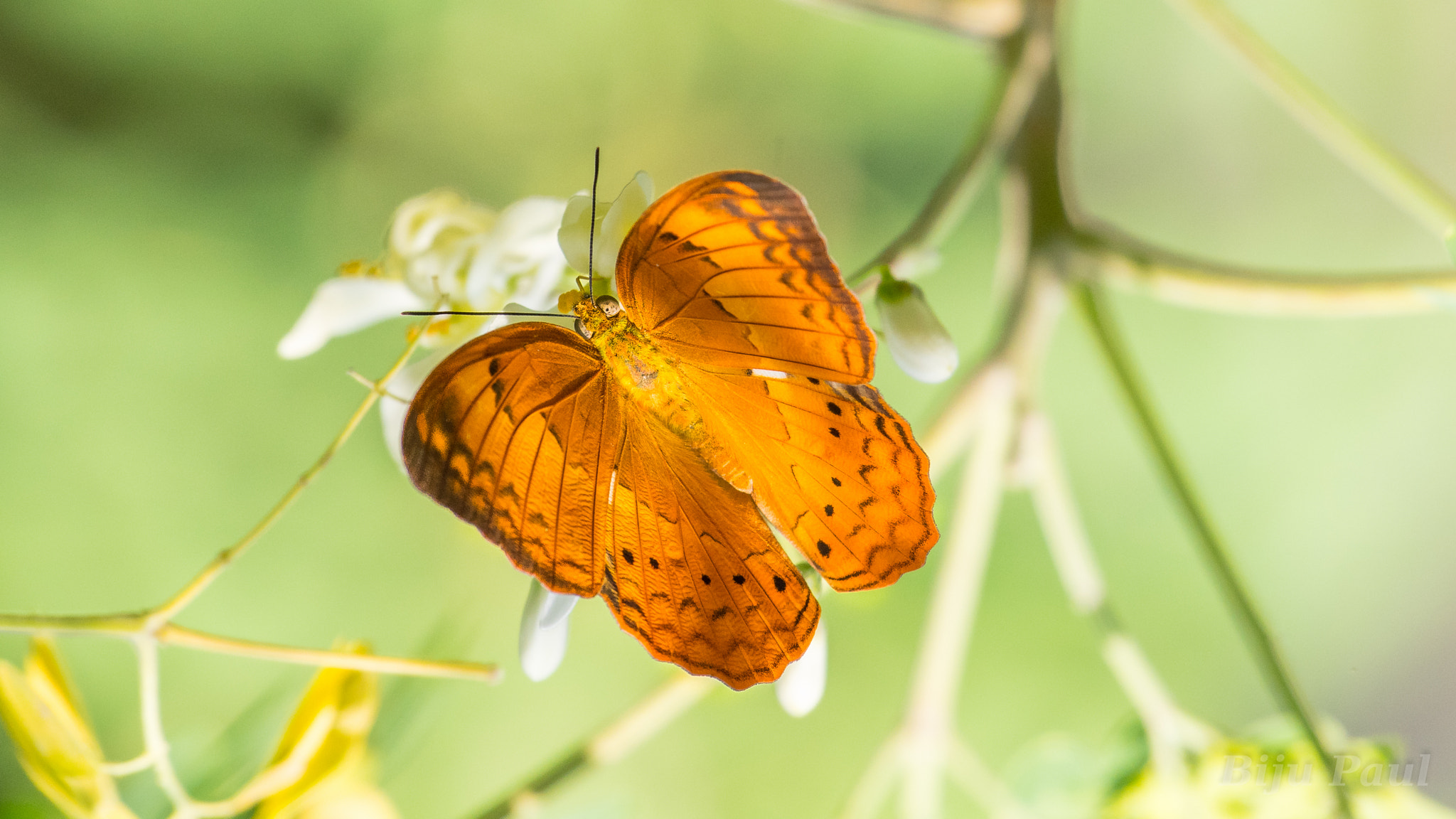 Nikon AF-S Nikkor 200-500mm F5.6E ED VR sample photo. Golden brown butterfly photography