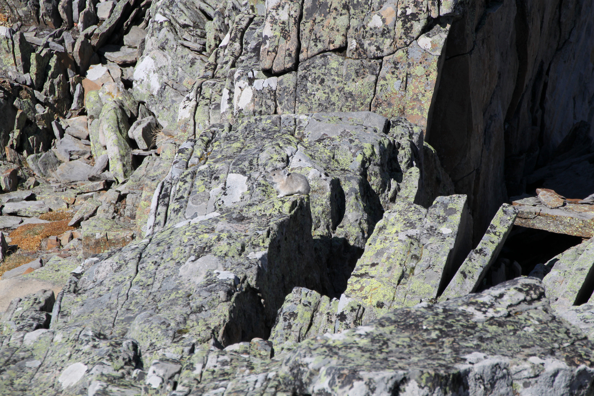 Tamron SP 35mm F1.8 Di VC USD sample photo. Pika (ochotona daurica) photography