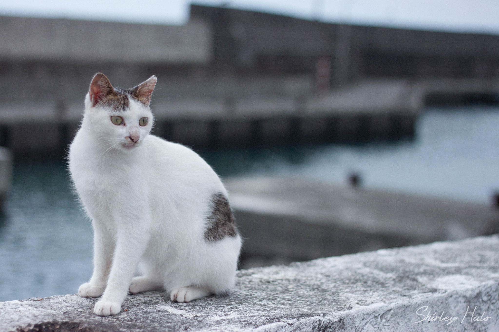 Canon EOS 500D (EOS Rebel T1i / EOS Kiss X3) sample photo. Shore cat photography