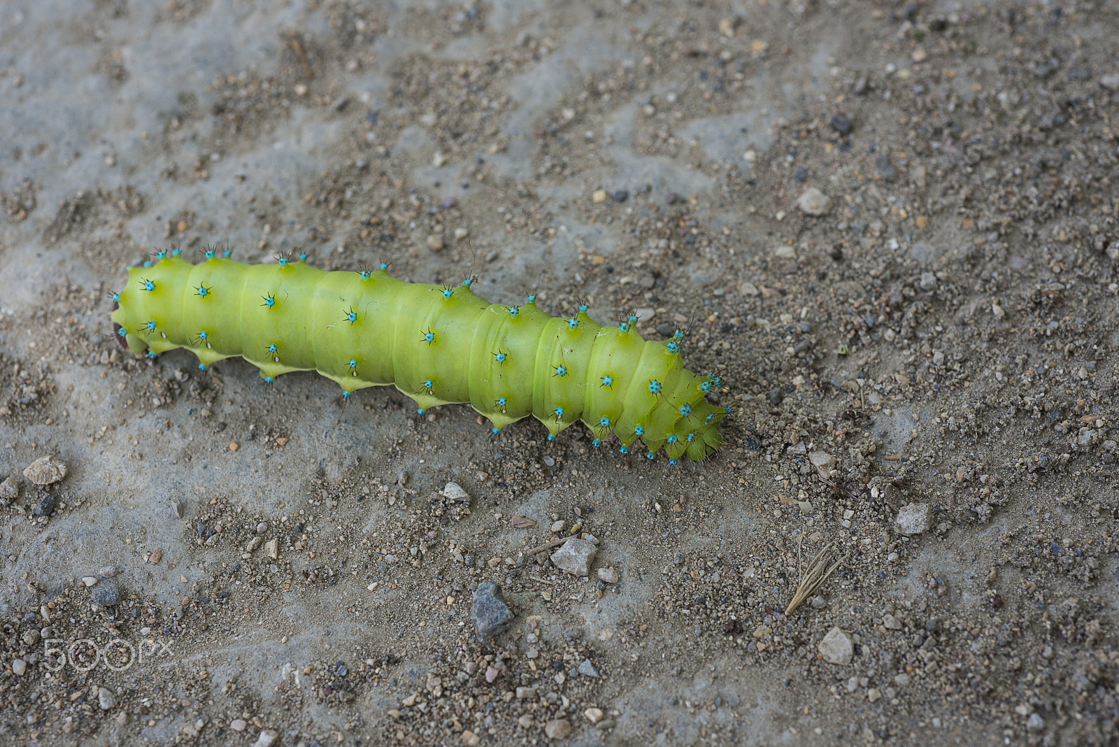 Nikon D800 + Nikon AF Micro-Nikkor 60mm F2.8D sample photo. Worm, caterpillars, insects, insect macro, nature photography