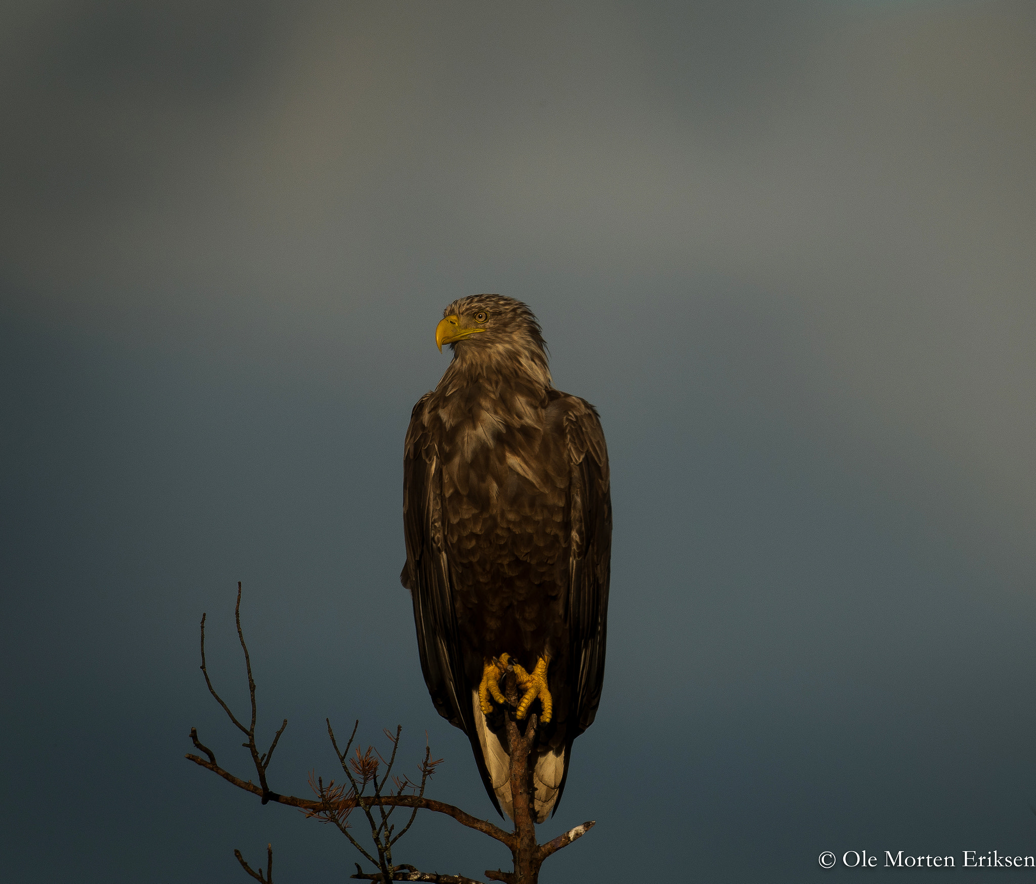 Nikon AF-S Nikkor 800mm F5.6E FL ED VR sample photo. White tailed eagle photography