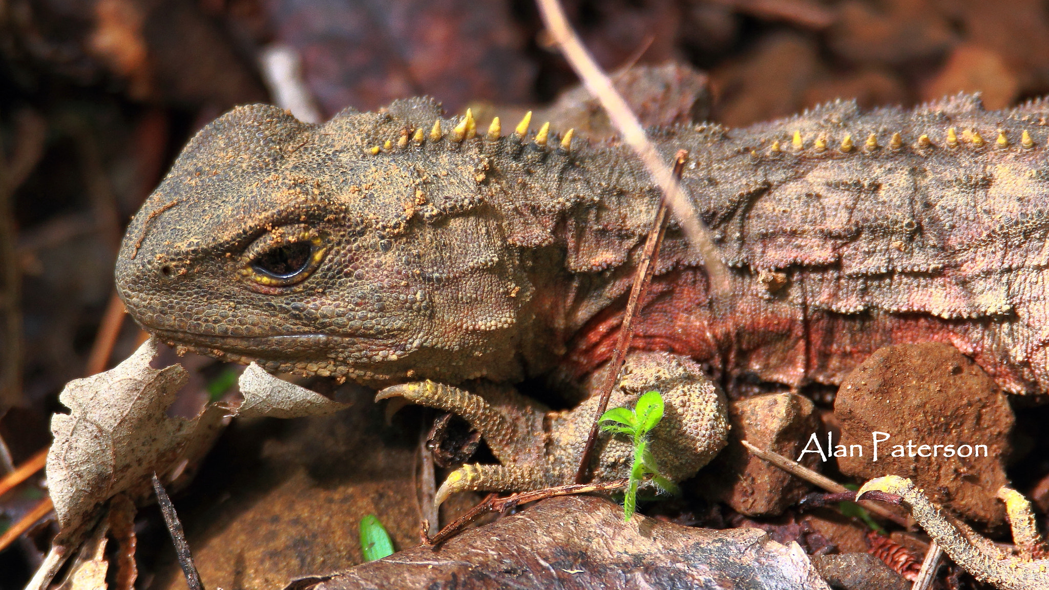 Tamron SP 150-600mm F5-6.3 Di VC USD sample photo. Tuatara photography