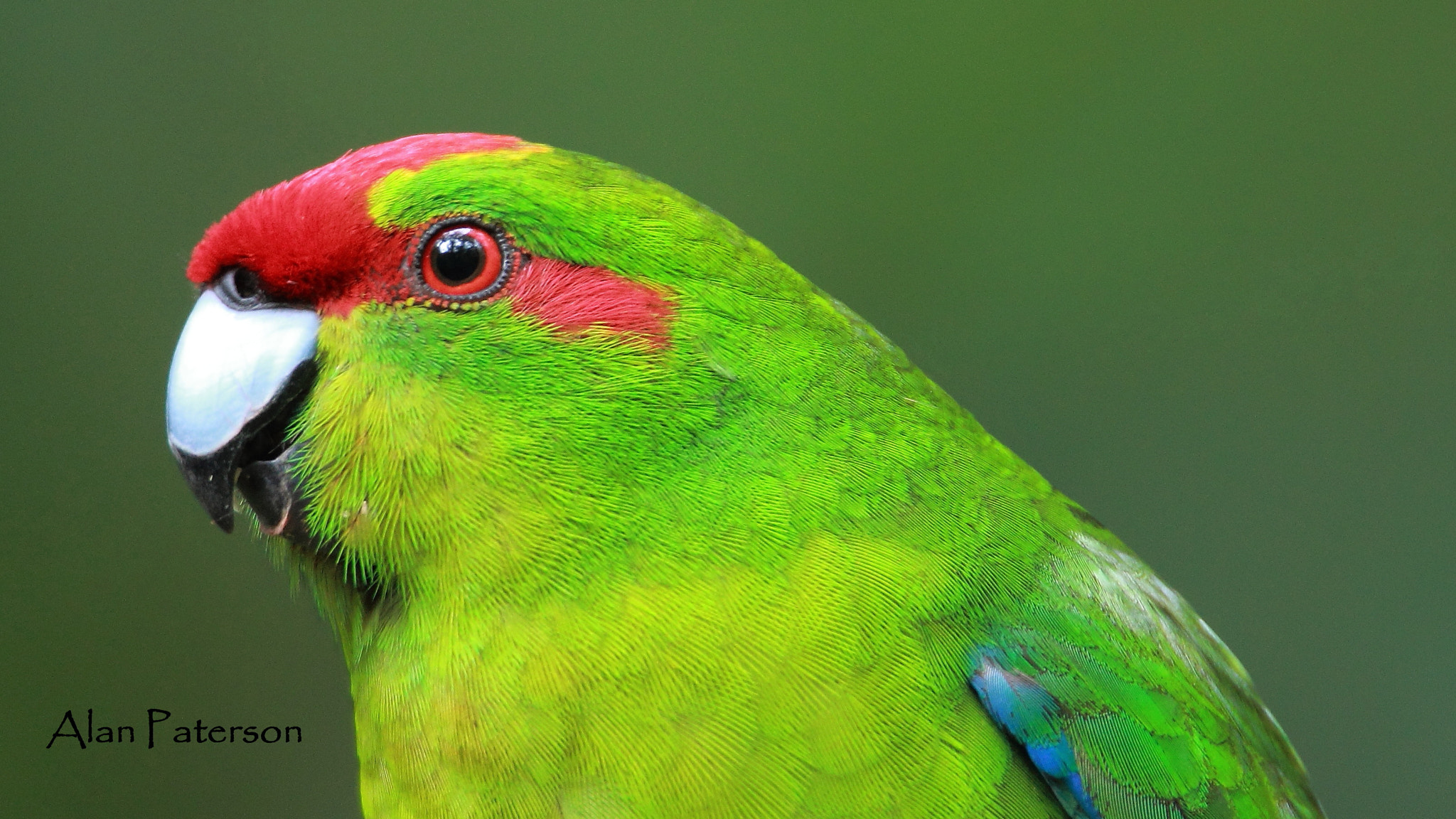 Tamron SP 150-600mm F5-6.3 Di VC USD sample photo. Cheeky kakariki photography