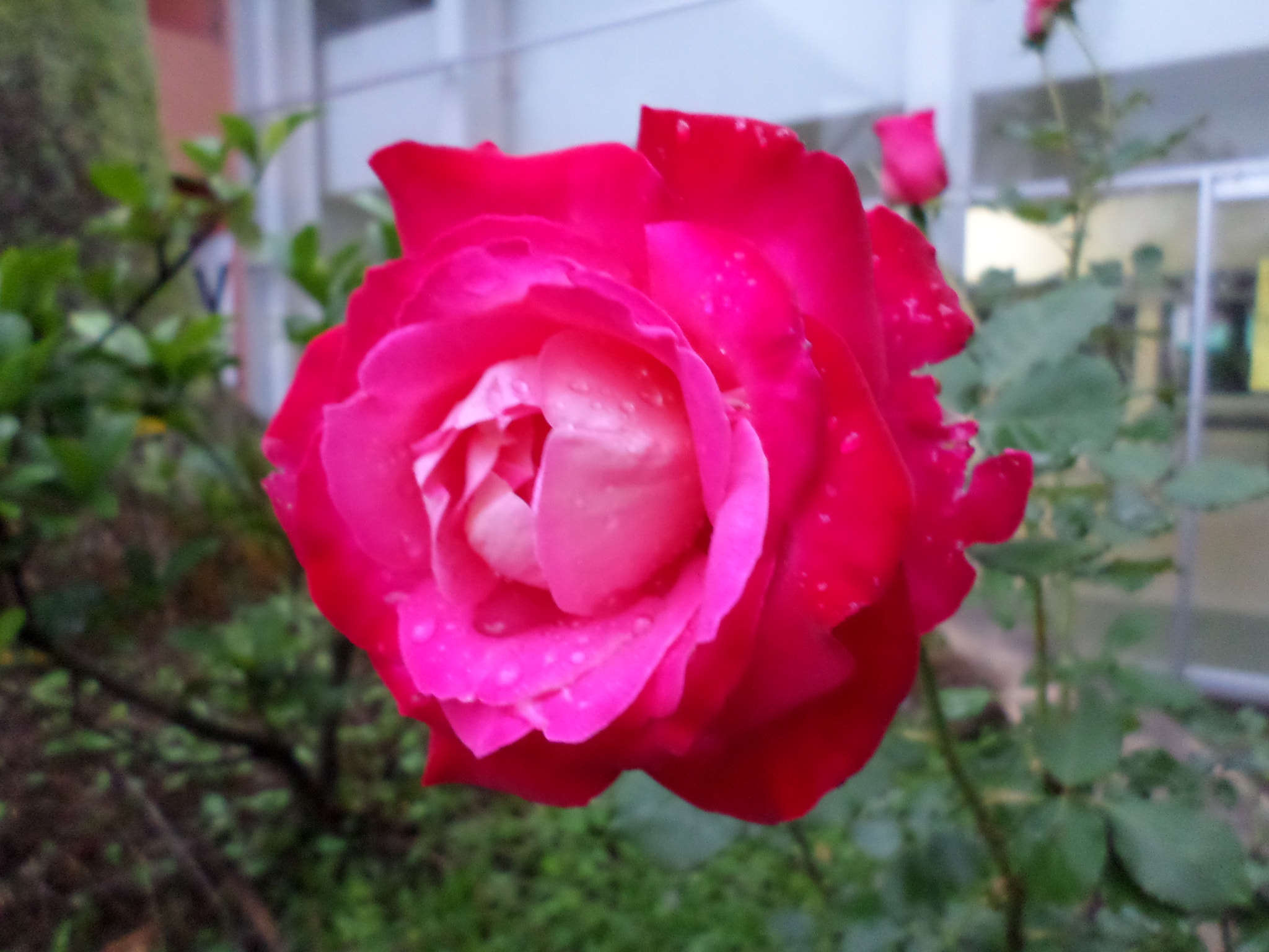 Samsung ST150F/ST151F/ST152F sample photo. Rosa  photography