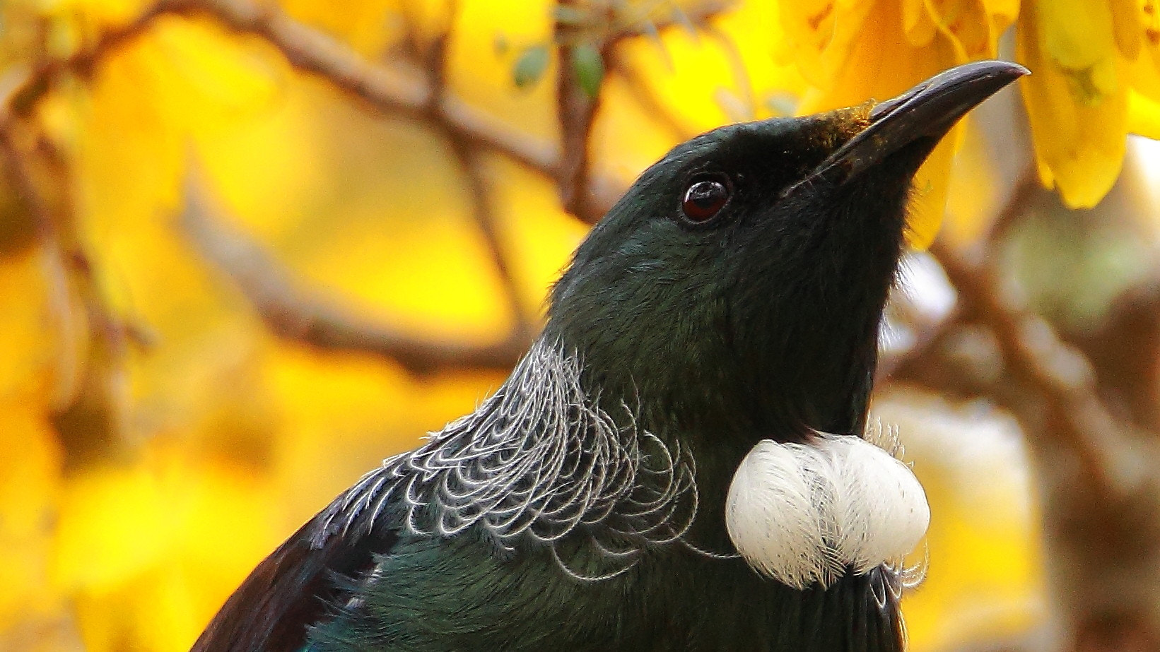 Tamron SP 150-600mm F5-6.3 Di VC USD sample photo. The tui photography