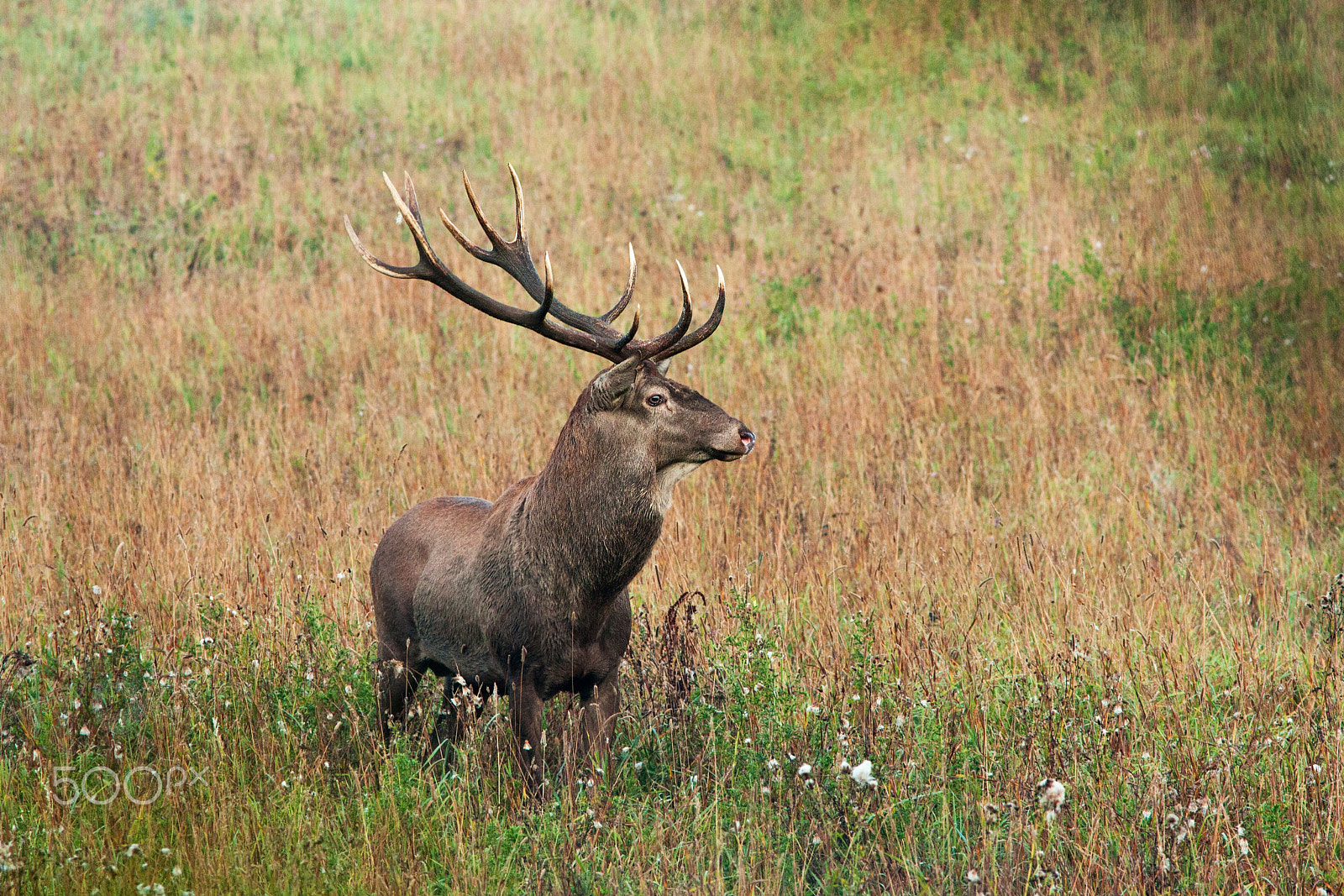 Canon EOS 40D + Canon EF 200mm F2.8L II USM sample photo. The red deer  during mating season photography