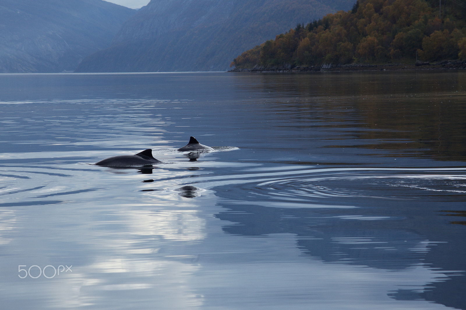 Canon EOS 6D + Canon EF 55-200mm F4.5-5.6 II USM sample photo. Porpoises in fjord photography