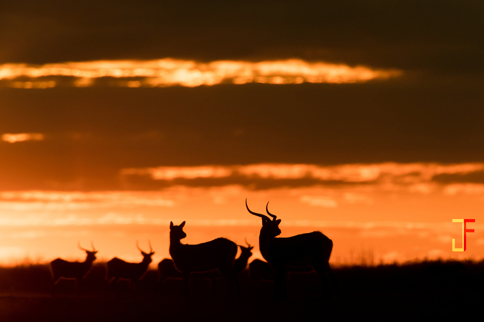 Canon EF 600mm F4L IS USM sample photo. Lechwe sunset photography