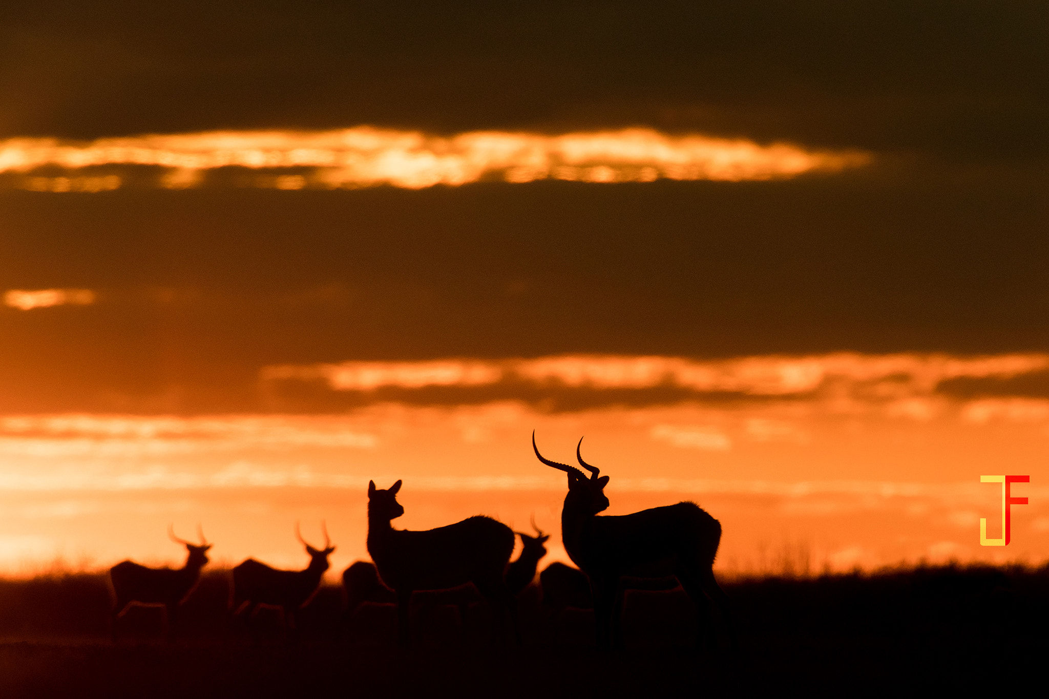 Canon EOS-1D X Mark II + Canon EF 600mm F4L IS USM sample photo. Lechwe sunset photography