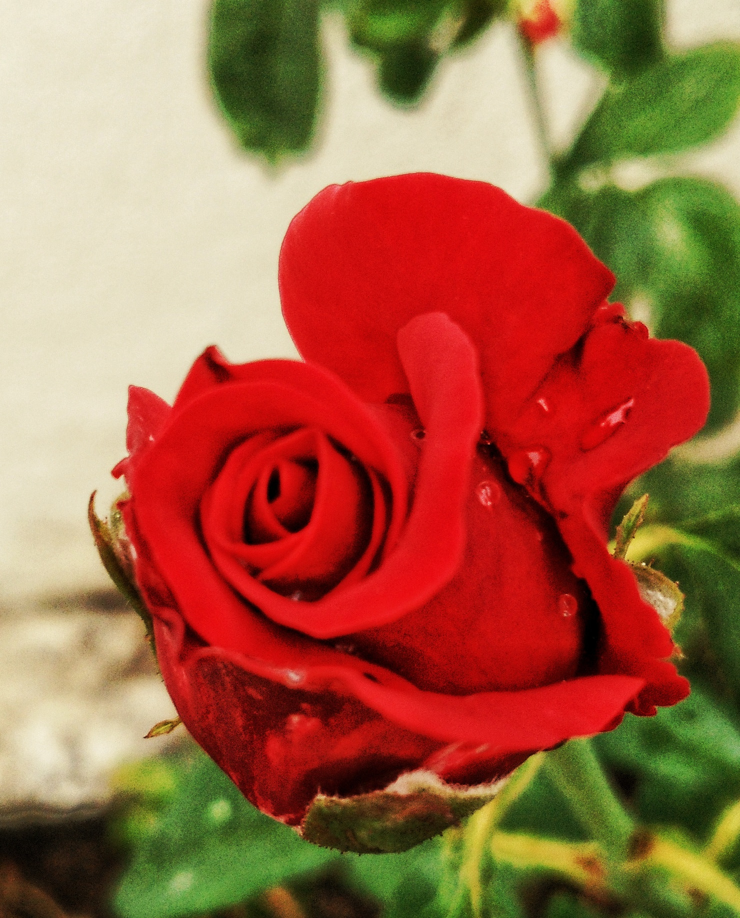 HUAWEI Che1-L04 sample photo. Red rose photography