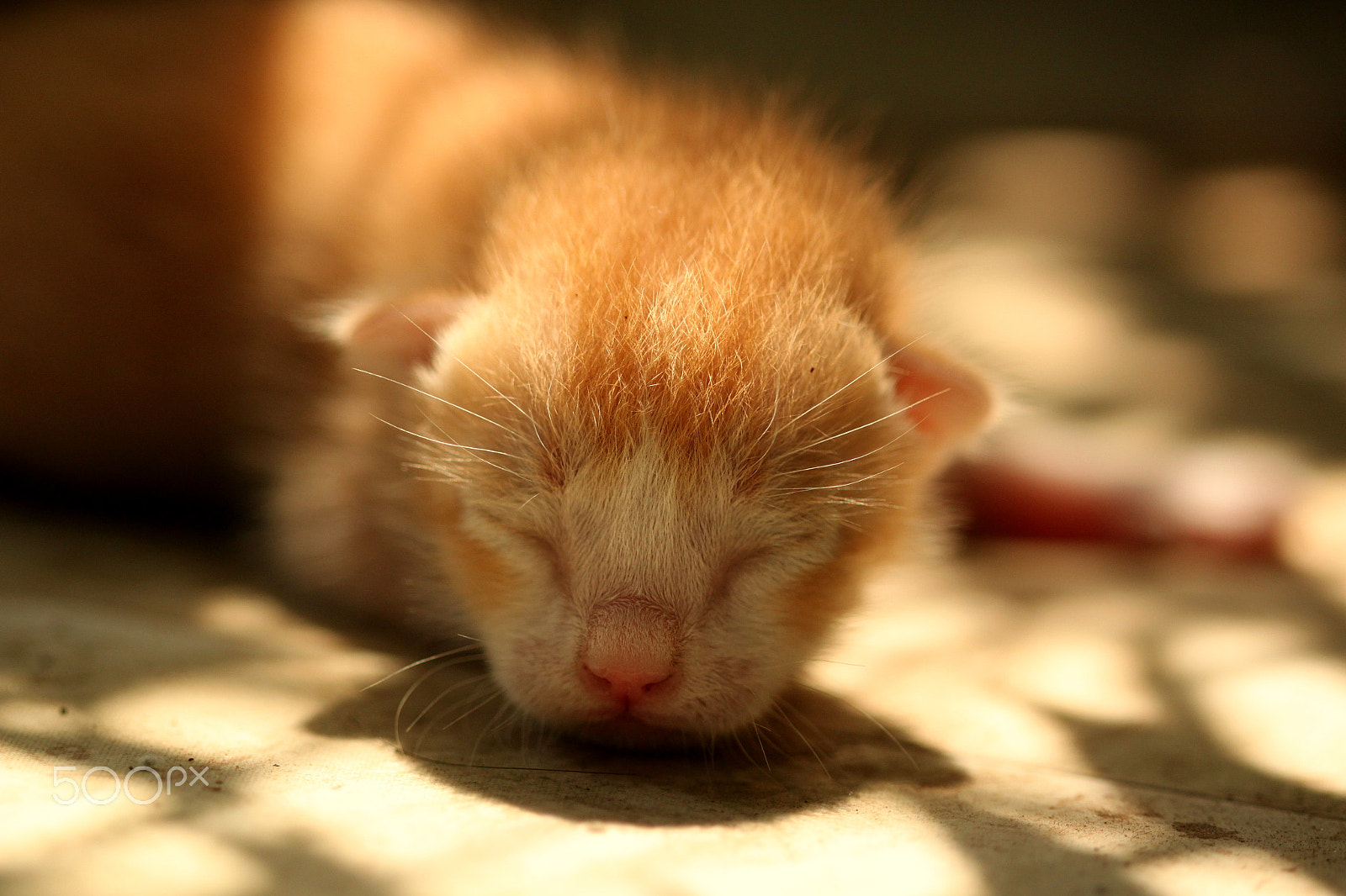 Canon EF 100mm F2.8 Macro USM sample photo. Kitten photography