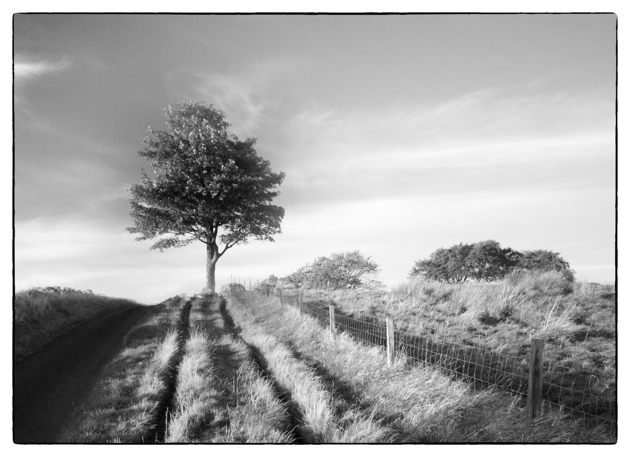 Sigma AF 10-20mm F4-5.6 EX DC sample photo. The lone tree photography