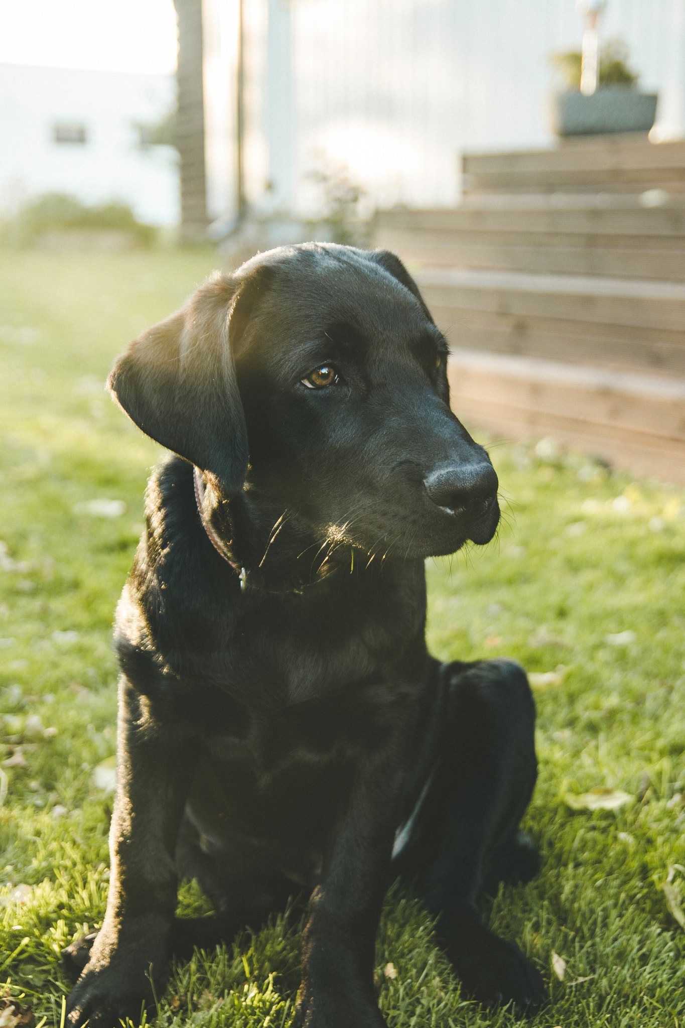 Tamron SP AF 17-50mm F2.8 XR Di II LD Aspherical (IF) sample photo. When you have a puppy photography