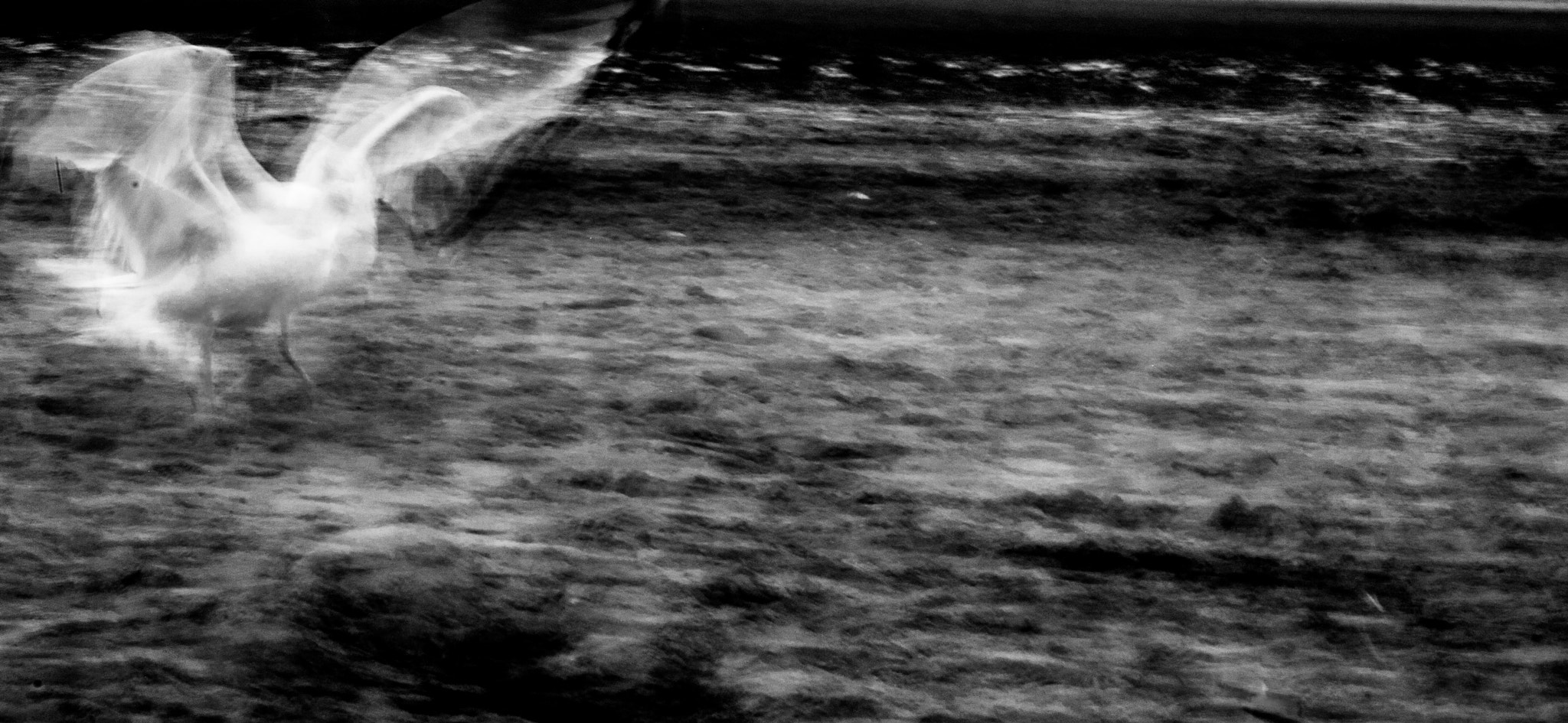 Nikon D60 sample photo. Angel photography