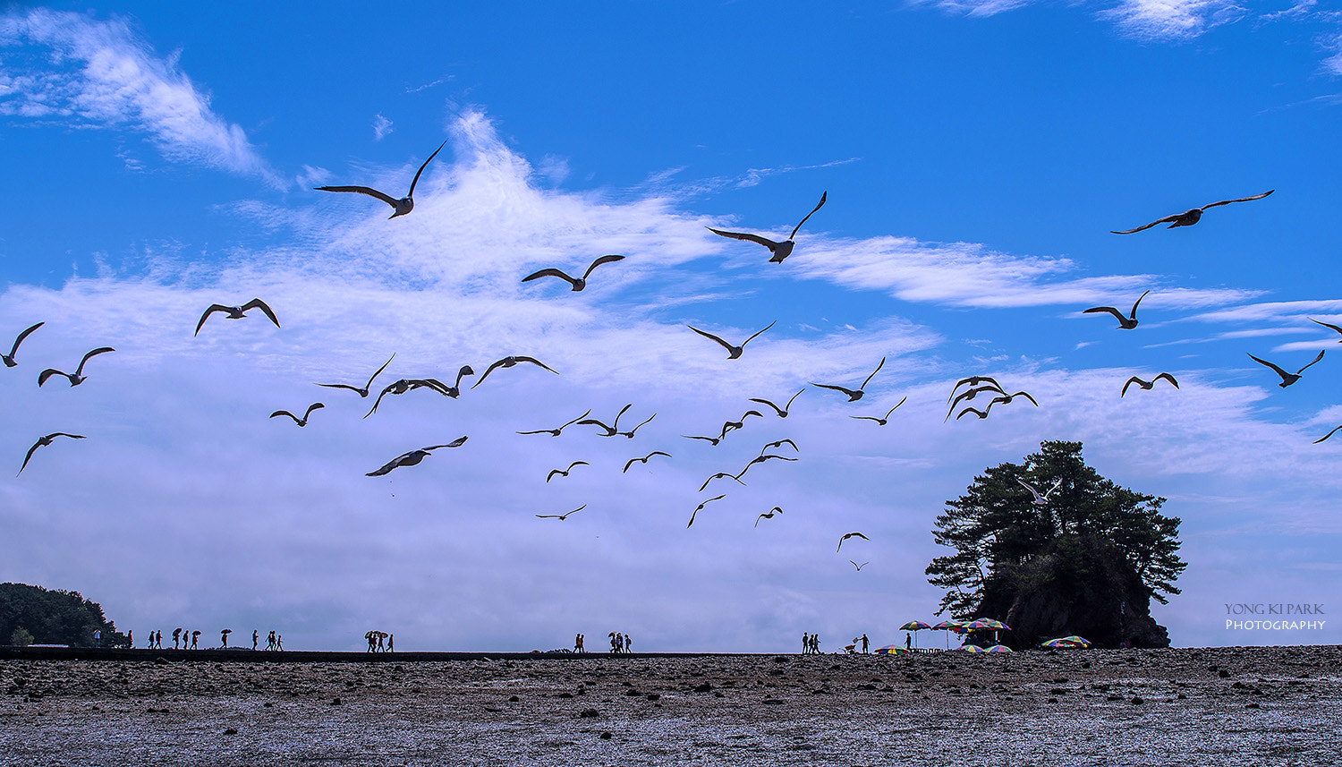Pentax K-1 sample photo. Soaring up to the sky of the autumn photography