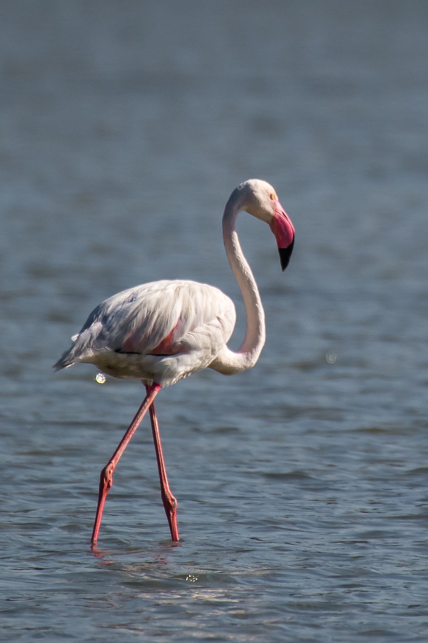 Nikon AF-S Nikkor 200-500mm F5.6E ED VR sample photo. Flamingo photography