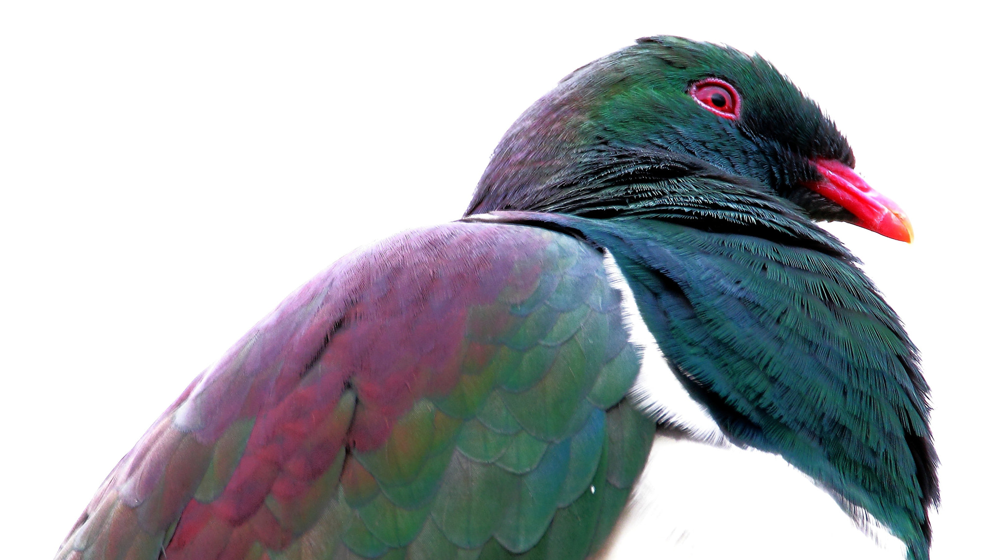 Tamron SP 150-600mm F5-6.3 Di VC USD sample photo. Kereru photography