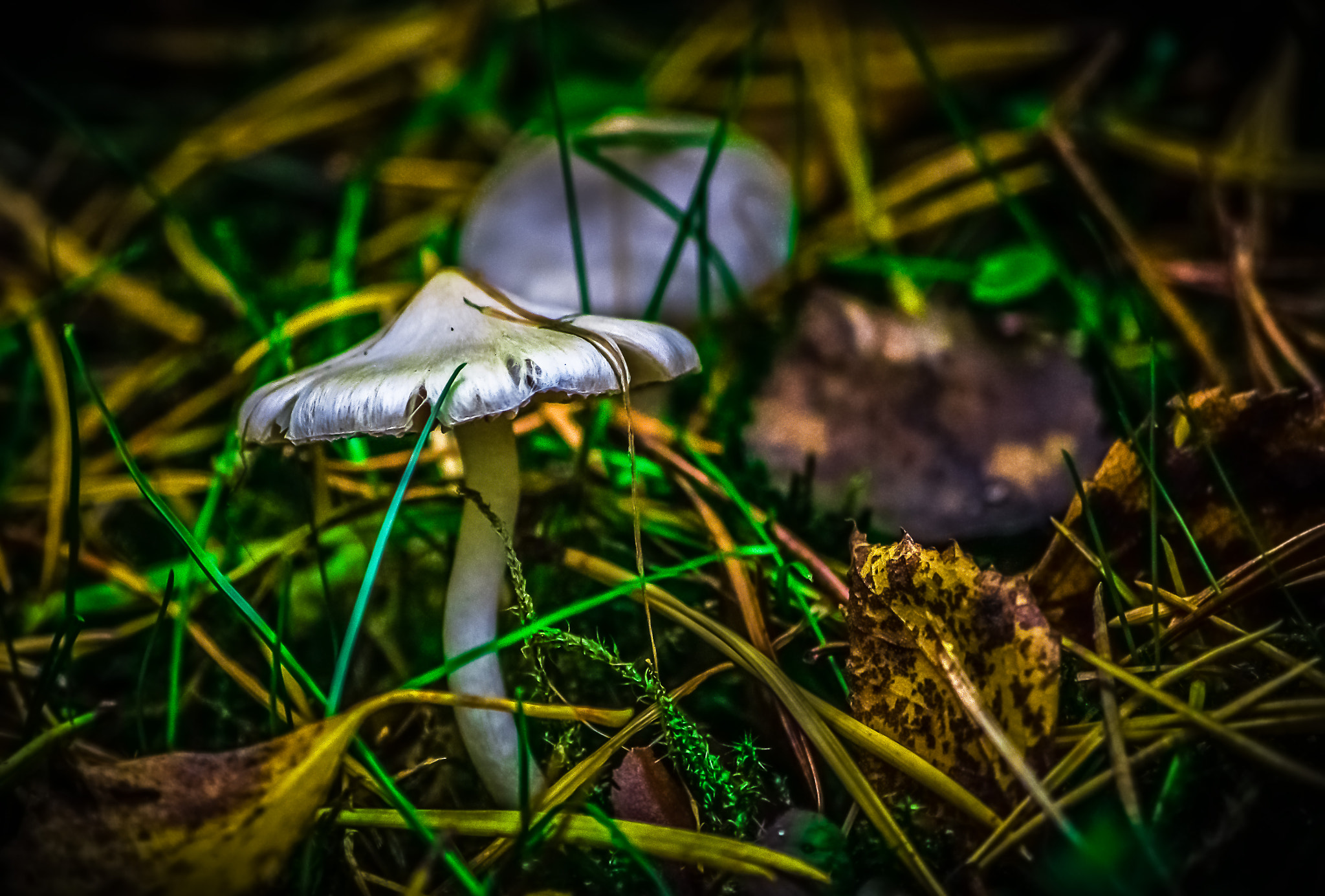 smc Pentax-DA L 50-200mm F4-5.6 ED WR sample photo. Edit photography