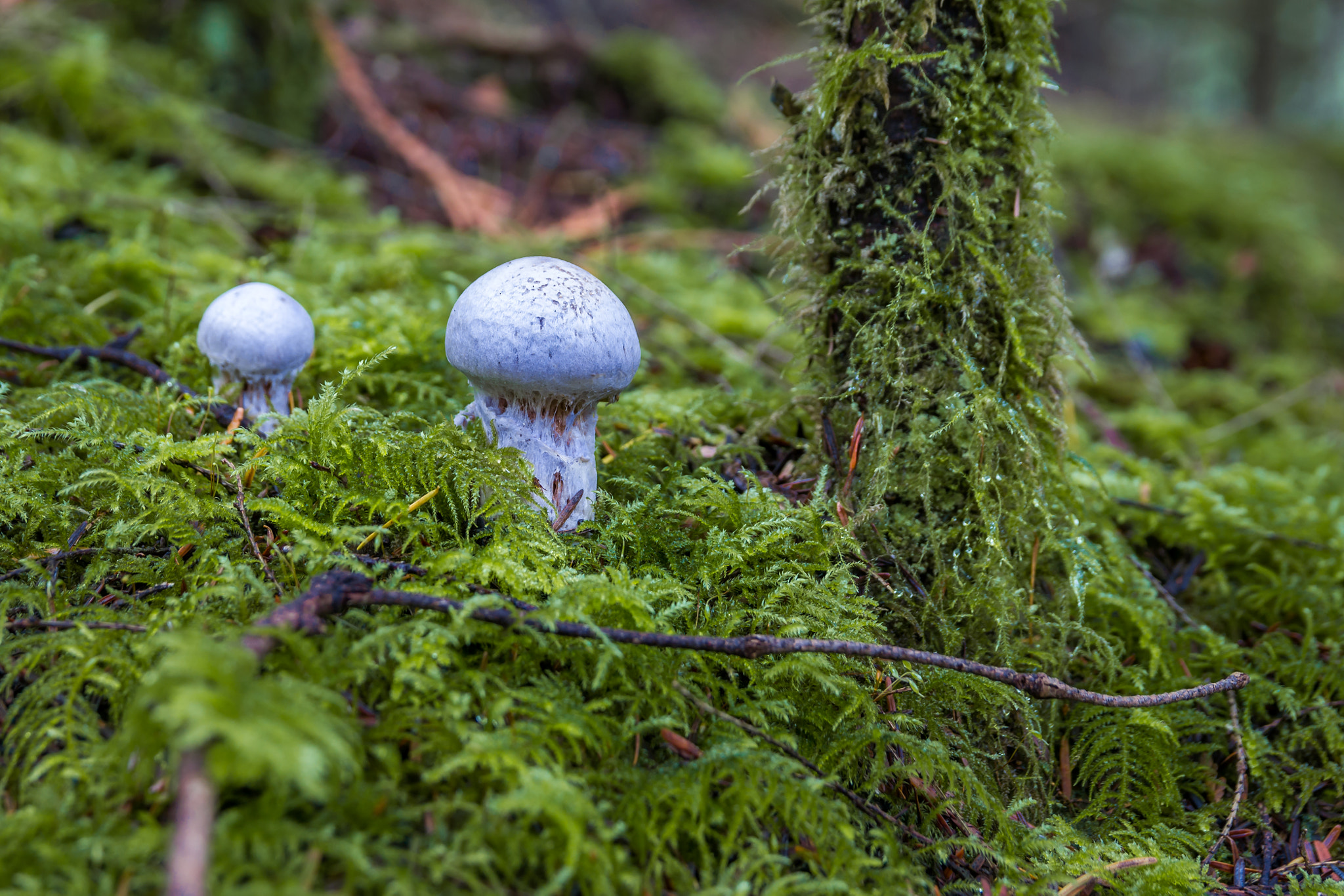 Sigma 18-50mm f/2.8 Macro sample photo. Bluish photography