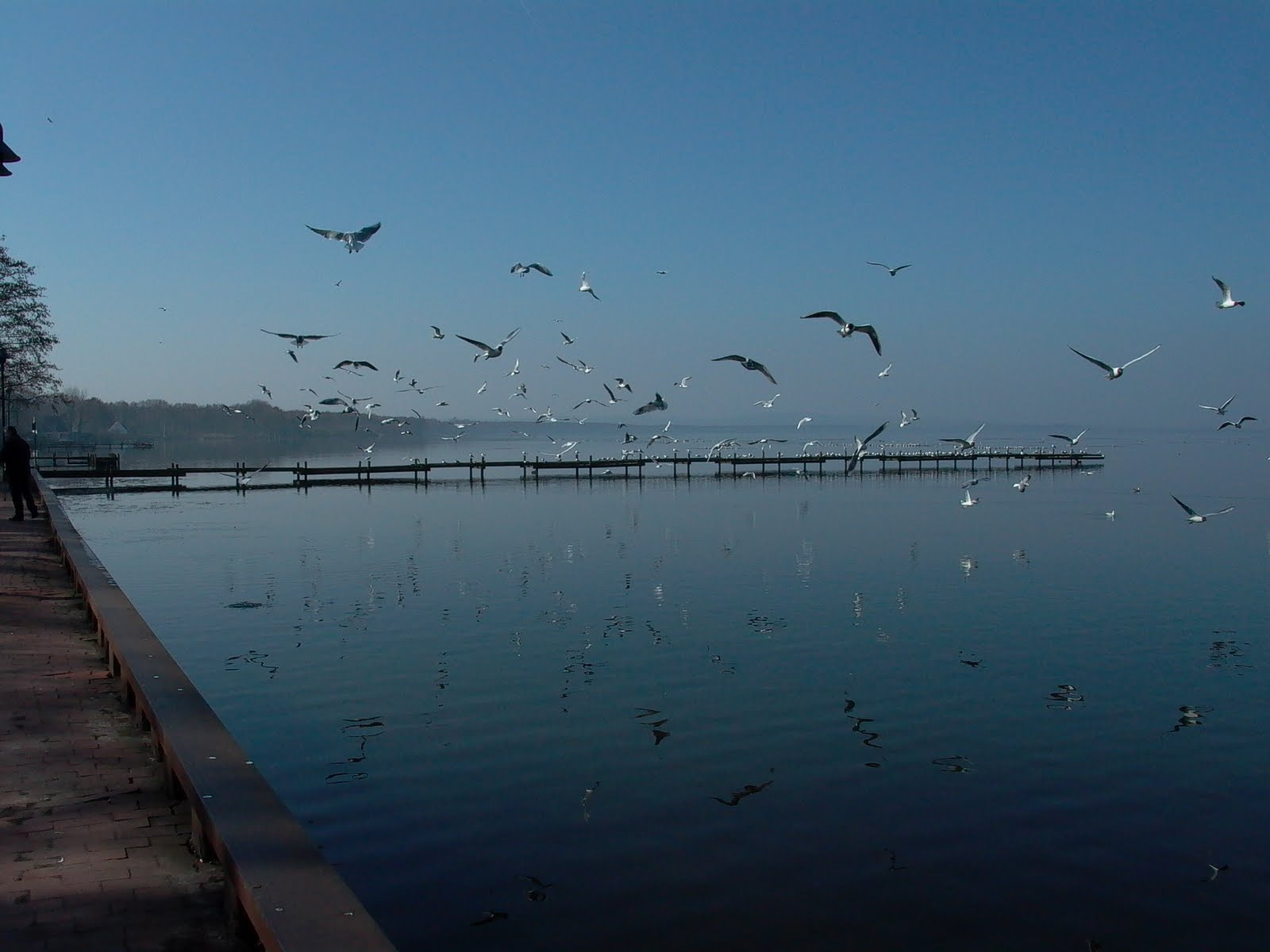 Panasonic DMC-LC5 sample photo. Seagulls on steinhuder meer photography