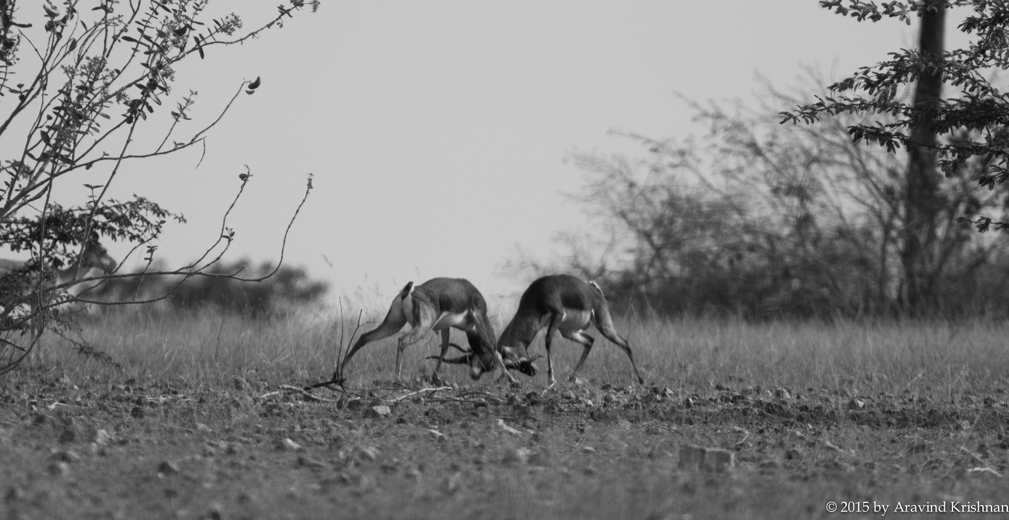 Canon EF 300mm F4L IS USM sample photo. Blackbuck photography