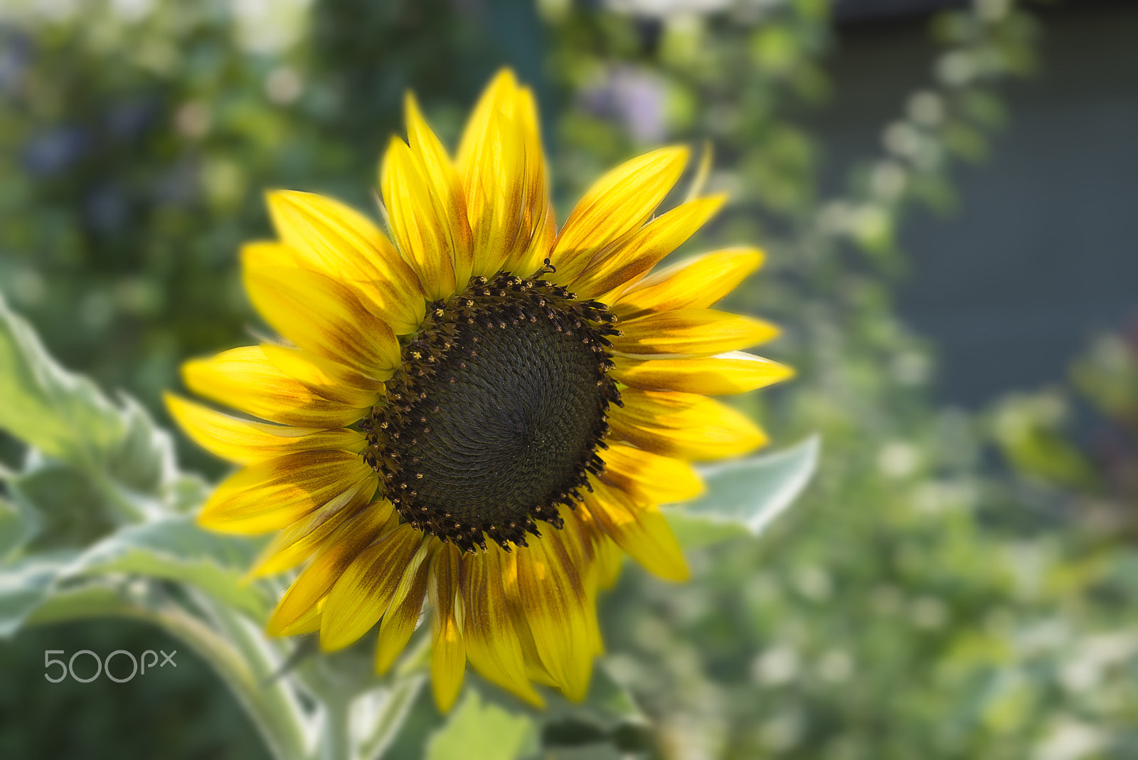 Nikon D800 + Nikon AF Micro-Nikkor 60mm F2.8D sample photo. Sunflowers, blooming against a bright sky,,  ,beautiful ,big  ,unseen thailand flowers,yellows photography