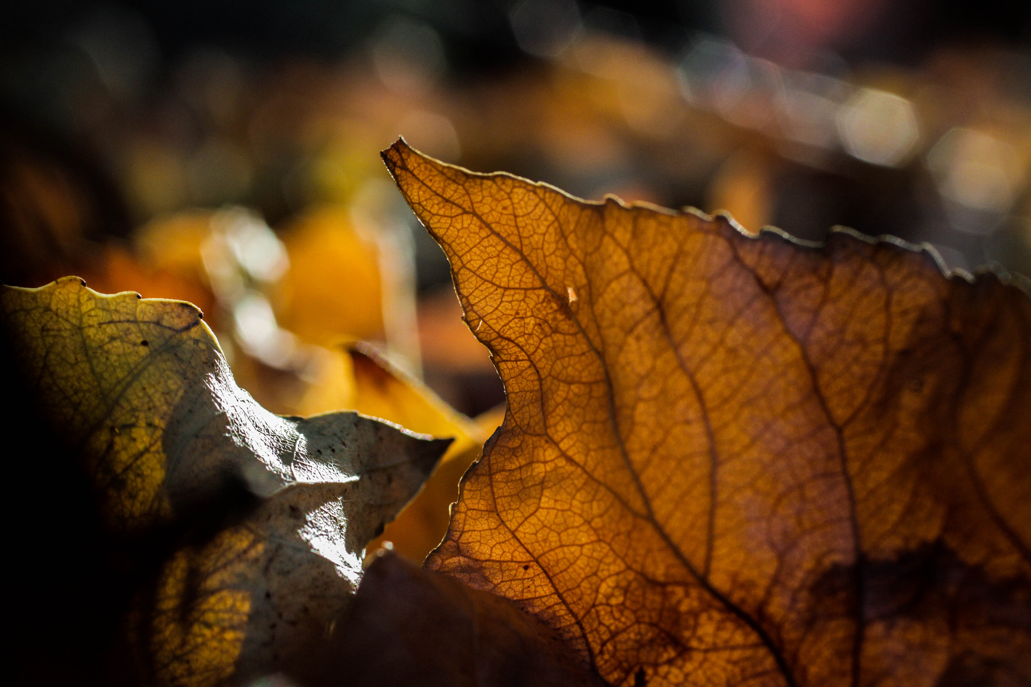 Canon EF 50mm F2.5 Macro sample photo. Fallen leaves photography