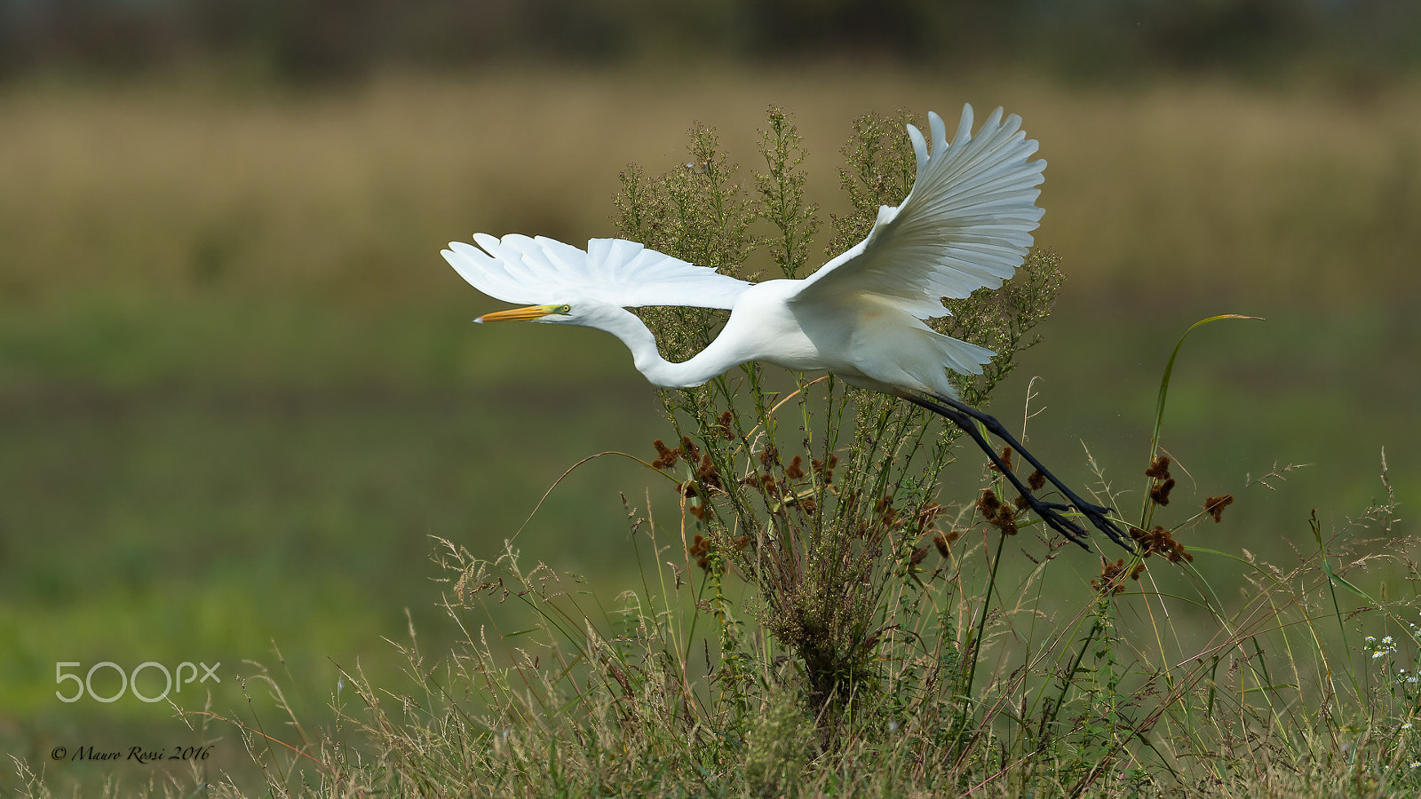 Nikon AF-S Nikkor 500mm F4E FL ED VR sample photo. White great heron photography