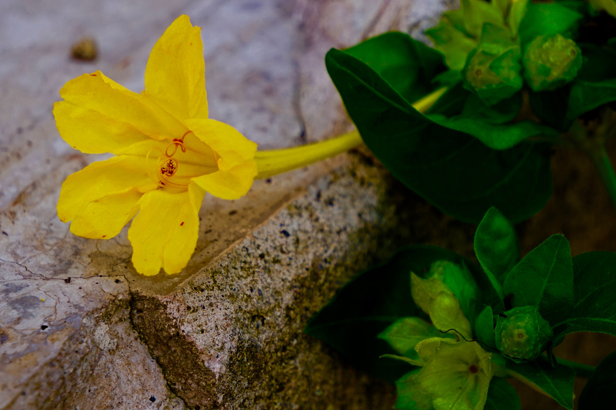 Sony E 55-210mm F4.5-6.3 OSS sample photo. Floreta photography
