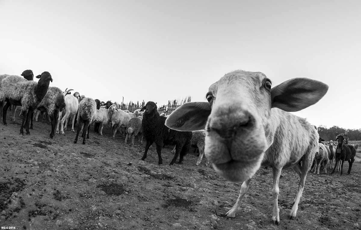 Nikon D90 + Samyang 8mm F3.5 Aspherical IF MC Fisheye sample photo. Are you serious?? photography