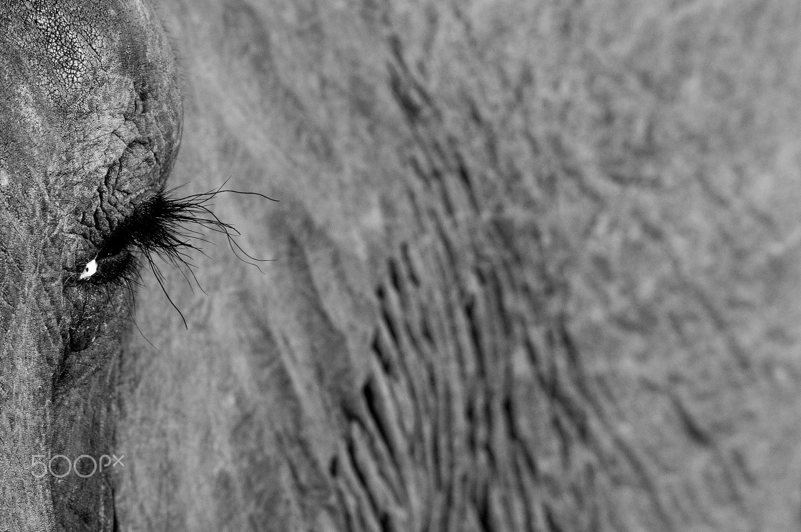 Nikon D300 sample photo. Afrique du sud - reserve sabi sabi - lodge sabi sand elephant. photography