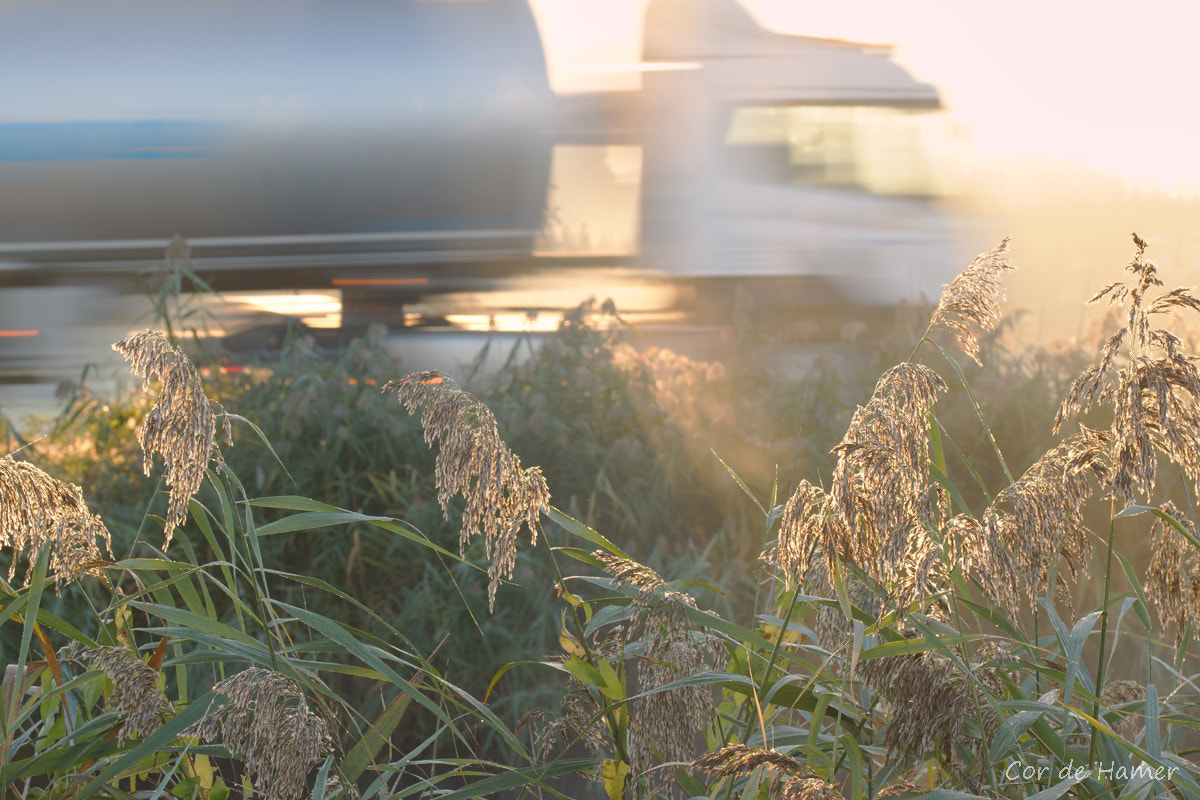 Sony SLT-A77 + Tamron SP AF 90mm F2.8 Di Macro sample photo. Early morning load photography