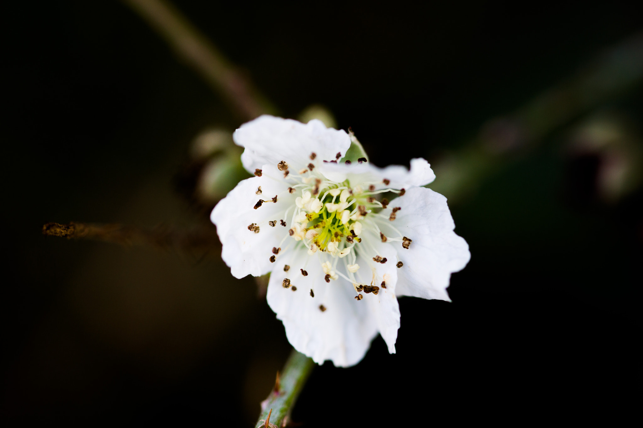 Sony Alpha NEX-7 + 90mm F2.8 Macro G OSS sample photo. White photography