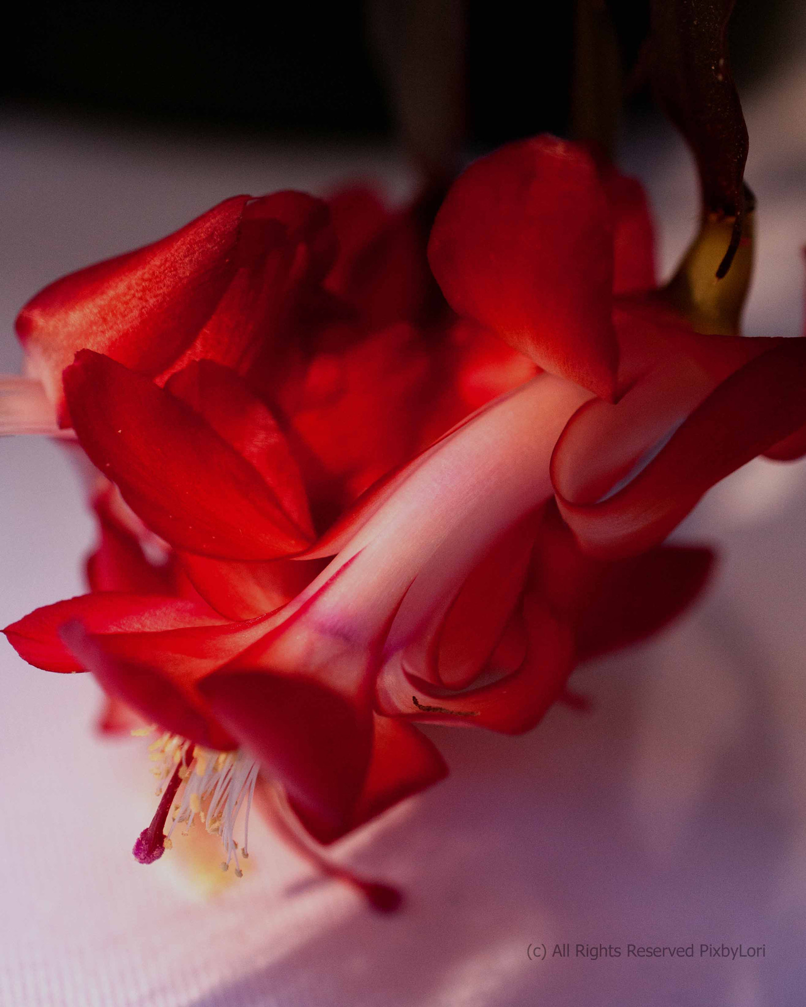 Nikon AF-S DX Micro Nikkor 40mm F2.8 sample photo. Sing softly, harry james photography