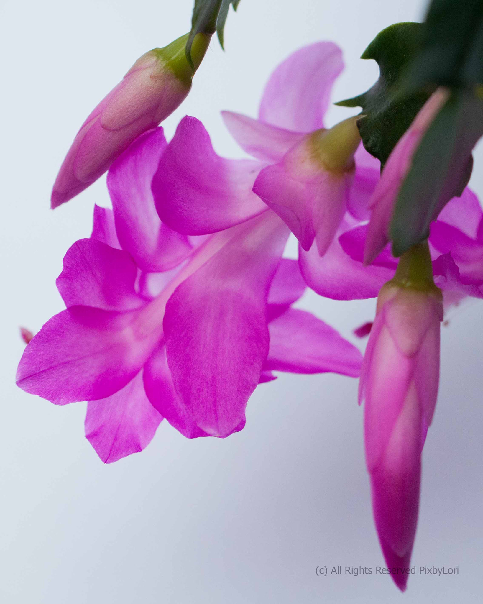 Nikon AF-S DX Micro Nikkor 40mm F2.8 sample photo. Fascinatingly fuschia photography