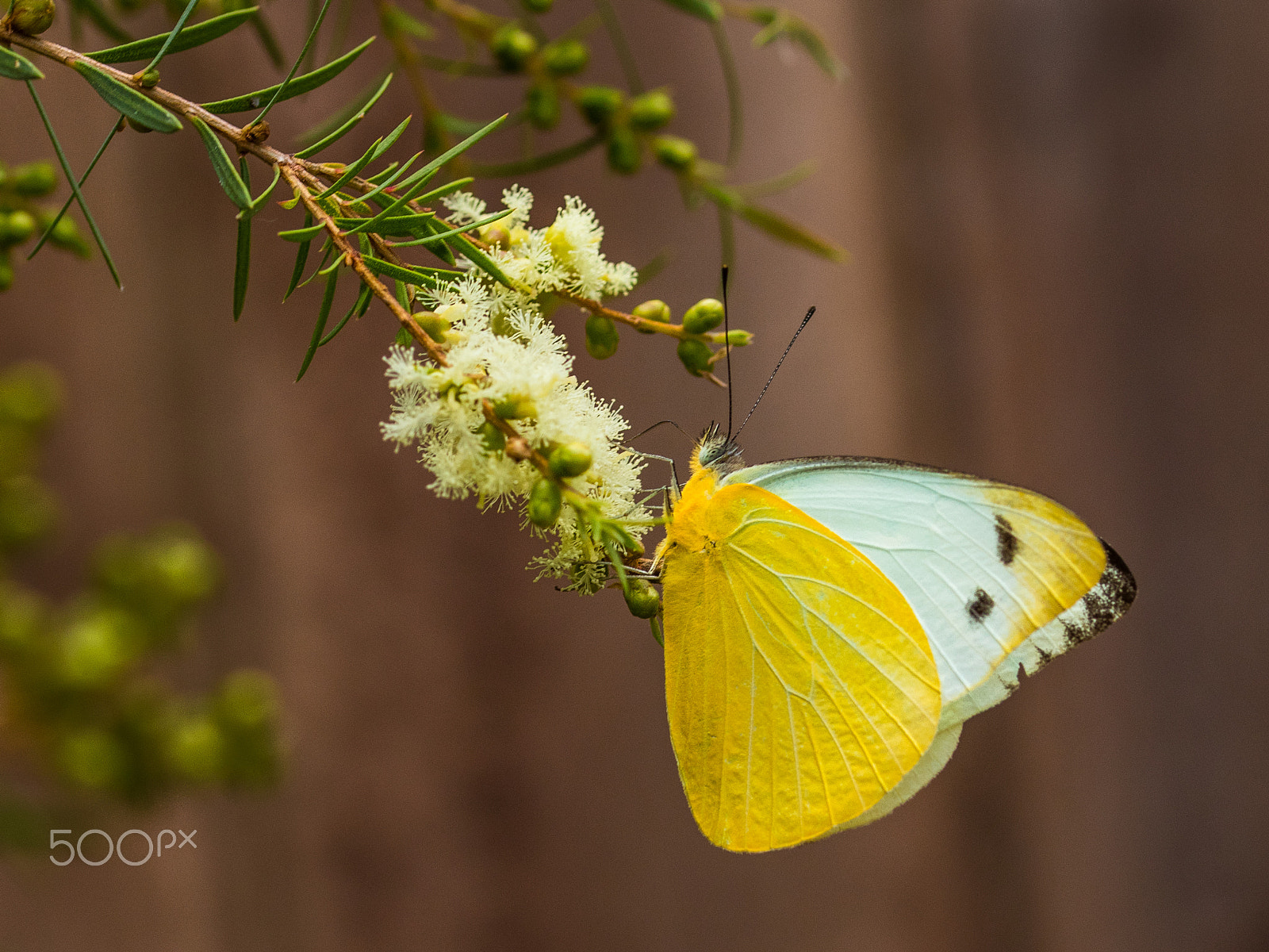 Sigma 105mm F2.8 EX DG OS HSM sample photo. Unknown beauty photography