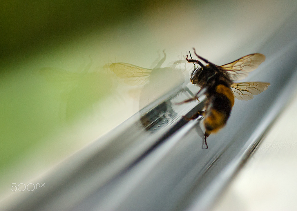 Nikon AF Micro-Nikkor 60mm F2.8D sample photo. Triple b photography