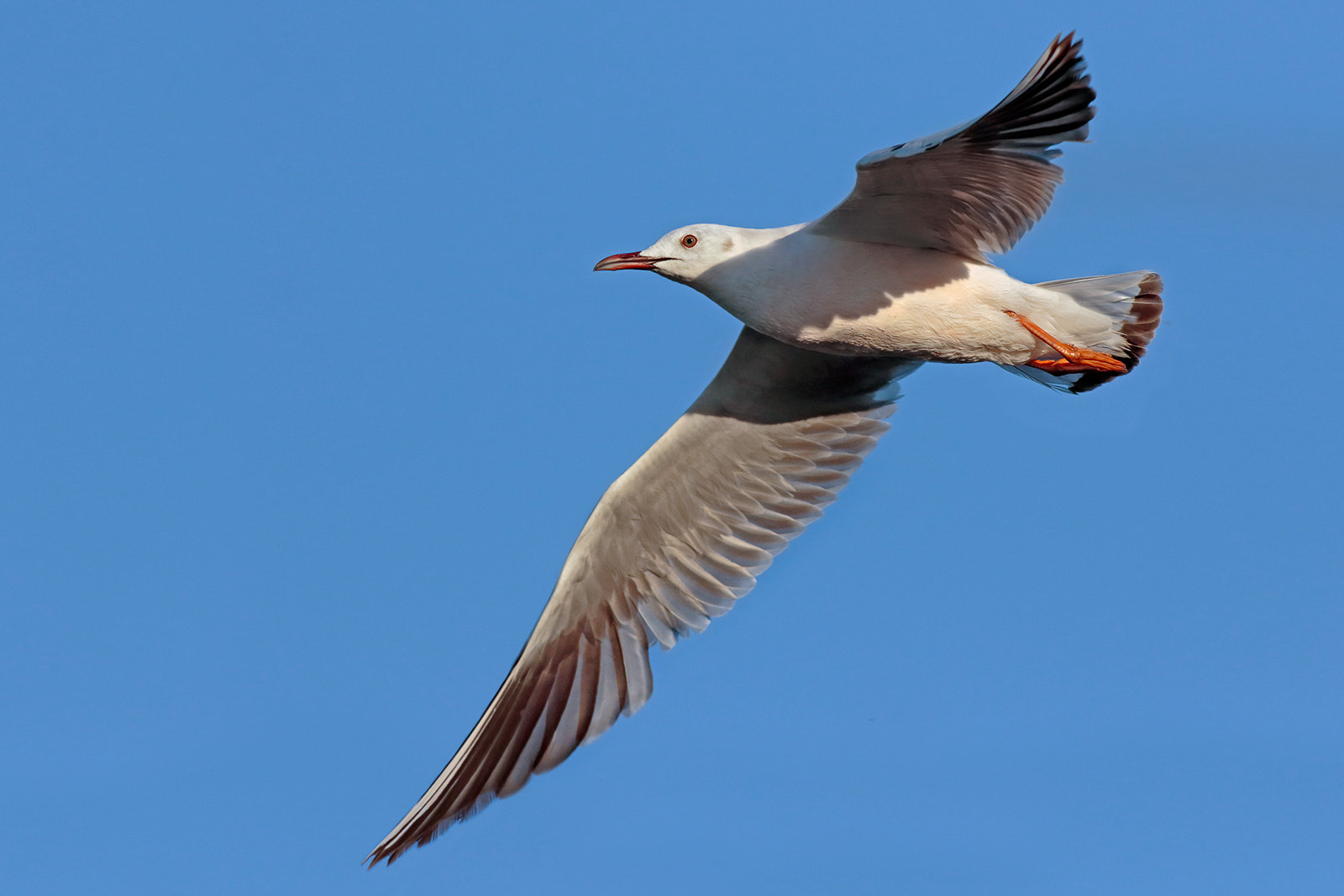 Canon EOS 7D Mark II + Canon EF 500mm f/4.5L sample photo. Pink seagull photography