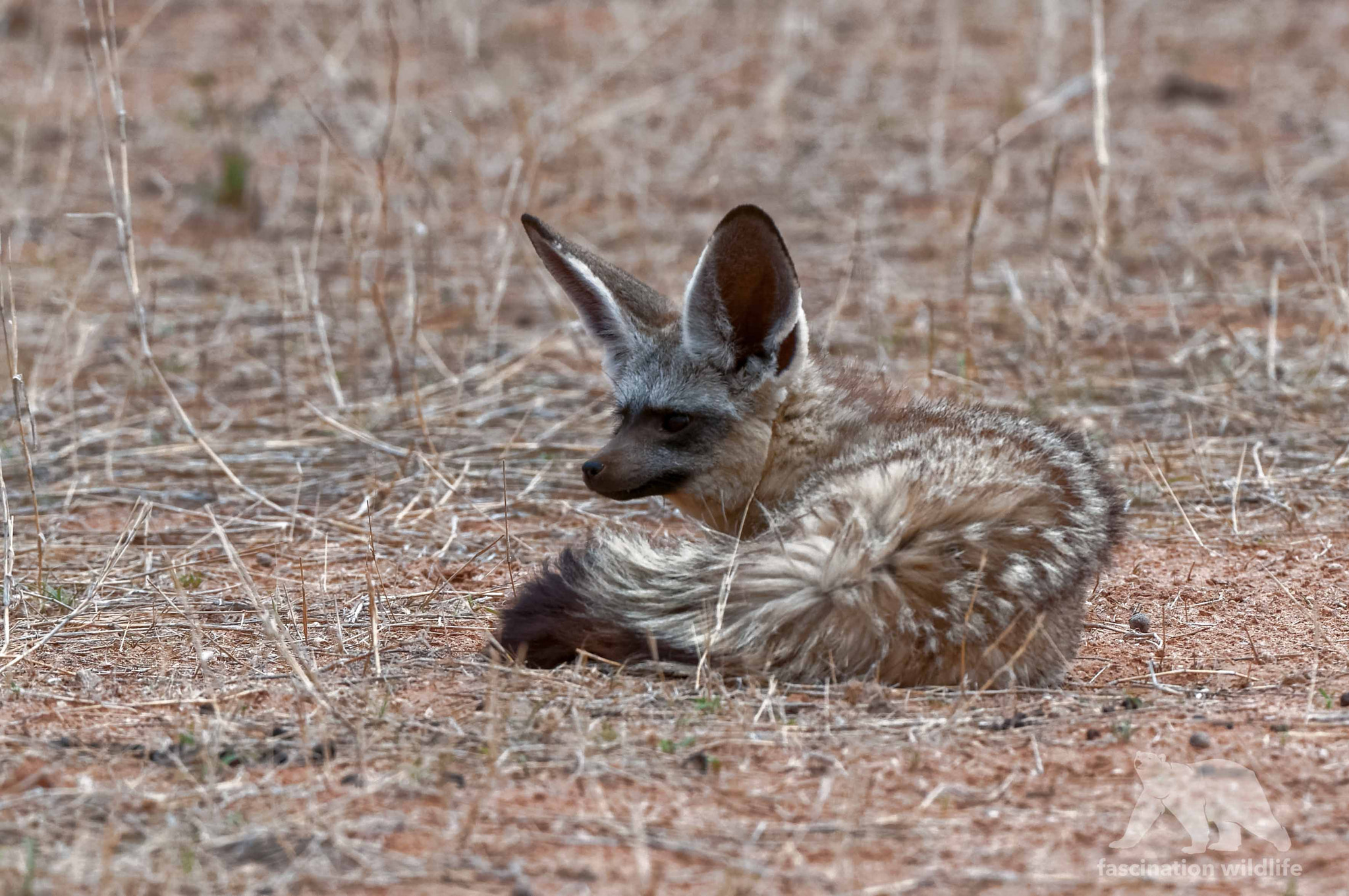 Nikon D300 + Nikon AF-S Nikkor 200-400mm F4G ED-IF VR sample photo. Bat-eared fox photography