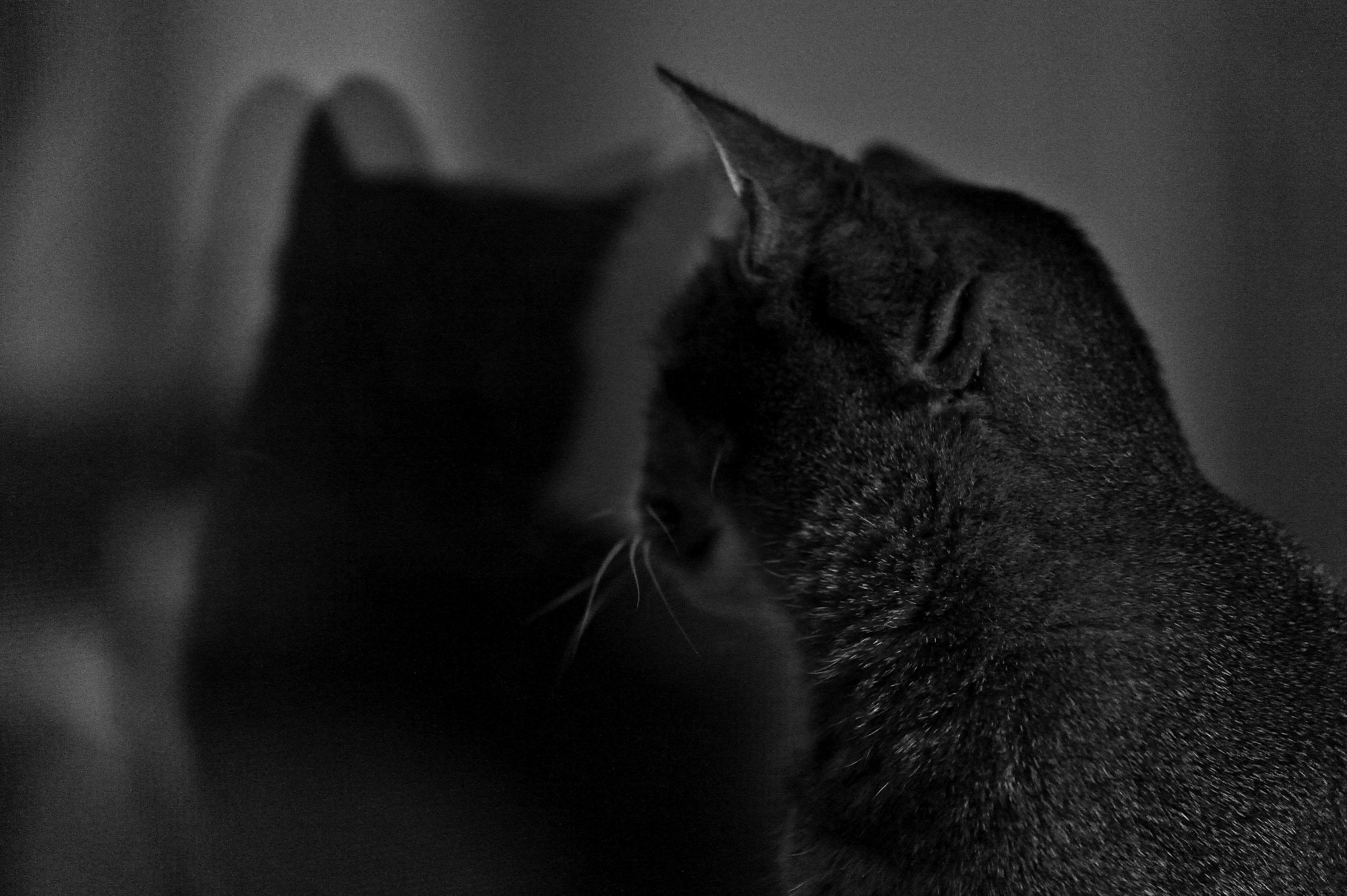 Nikon Df sample photo. Katze am fenster photography