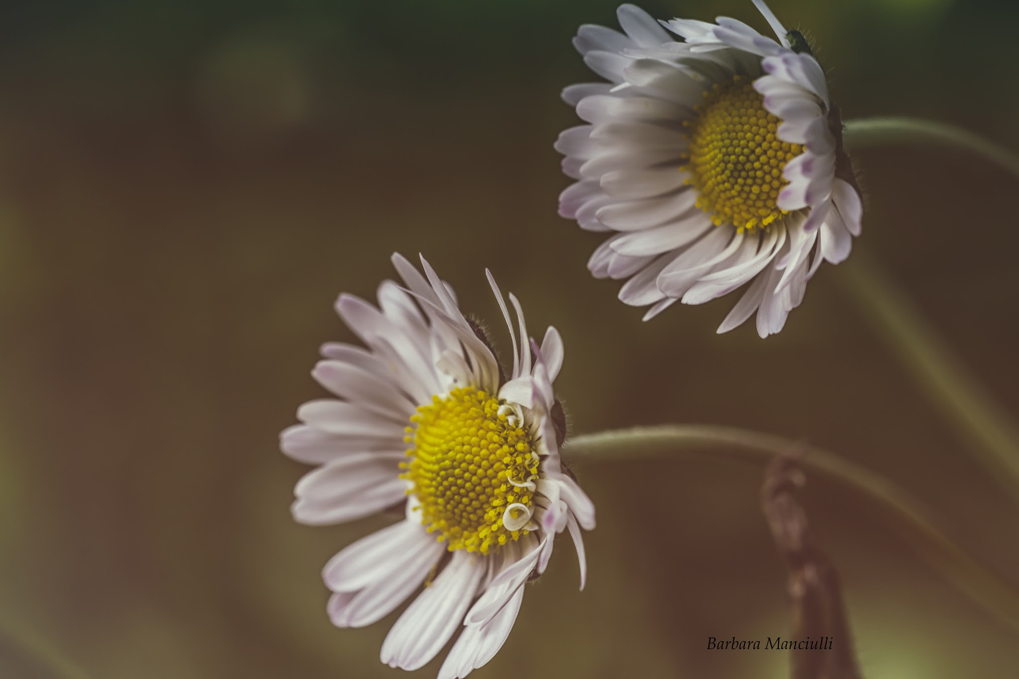Sigma 150mm F2.8 EX DG OS Macro HSM sample photo. Margherite  photography